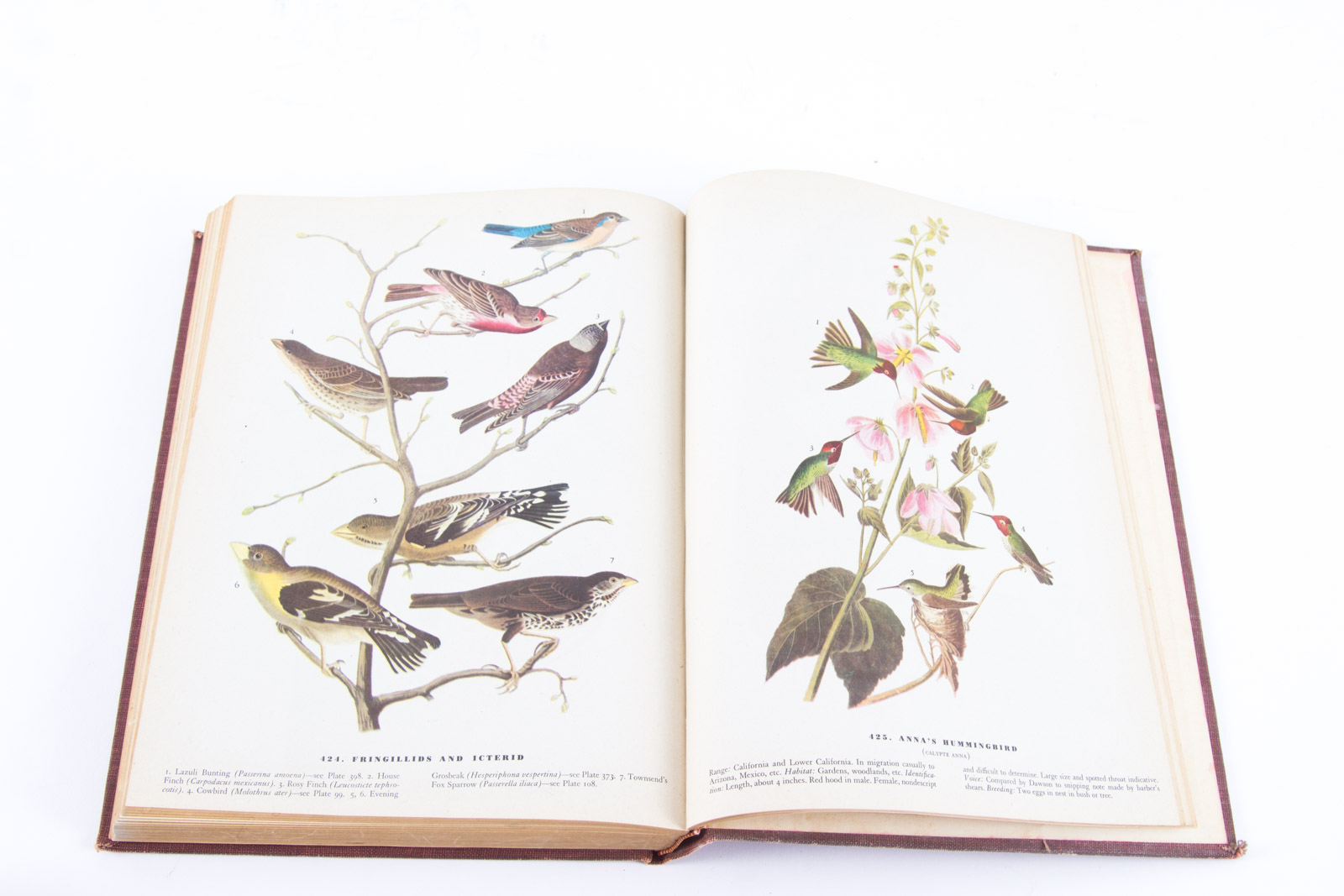 Vintage Bird Themed Books with Colorful Plates