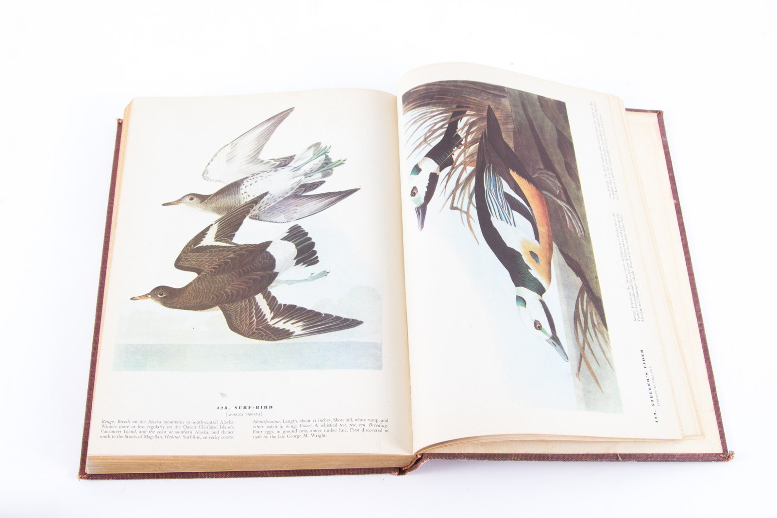 Vintage Bird Themed Books with Colorful Plates