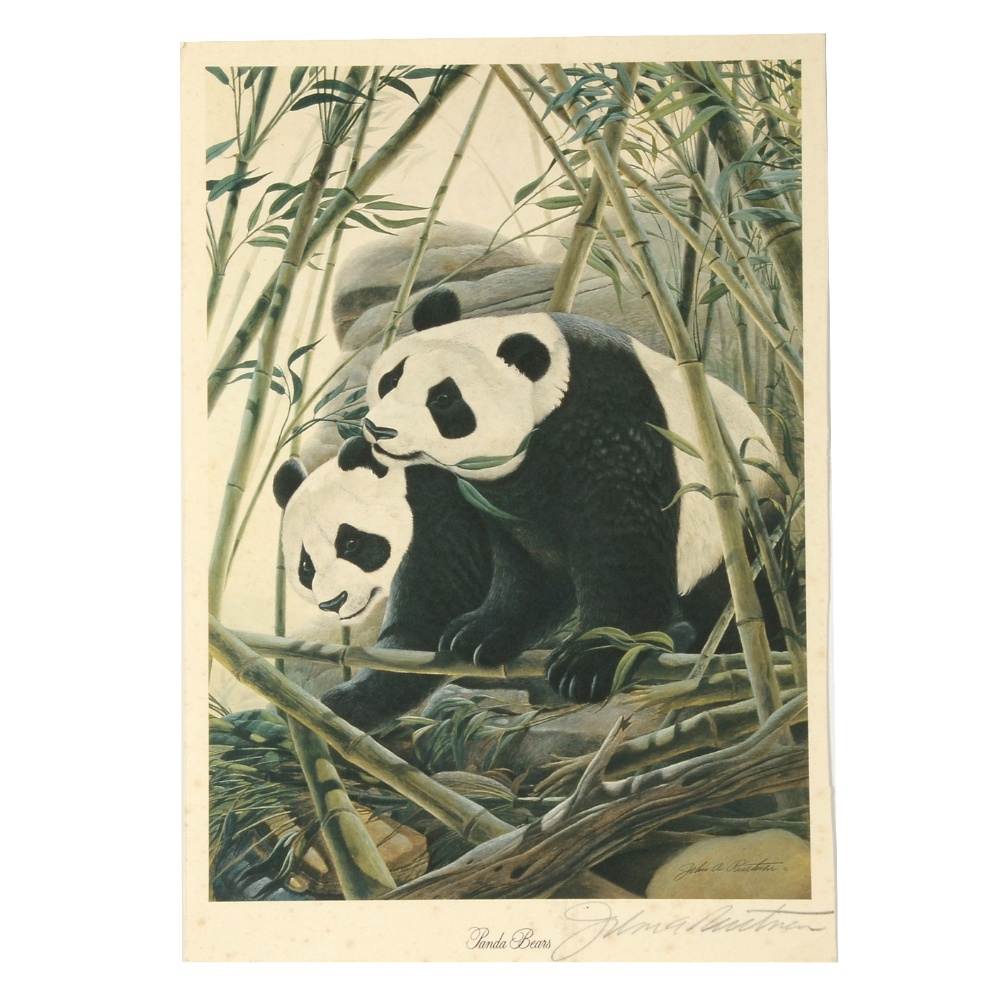John Ruthven Signed Small-Scale Offset Lithograph "Panda Bears"
