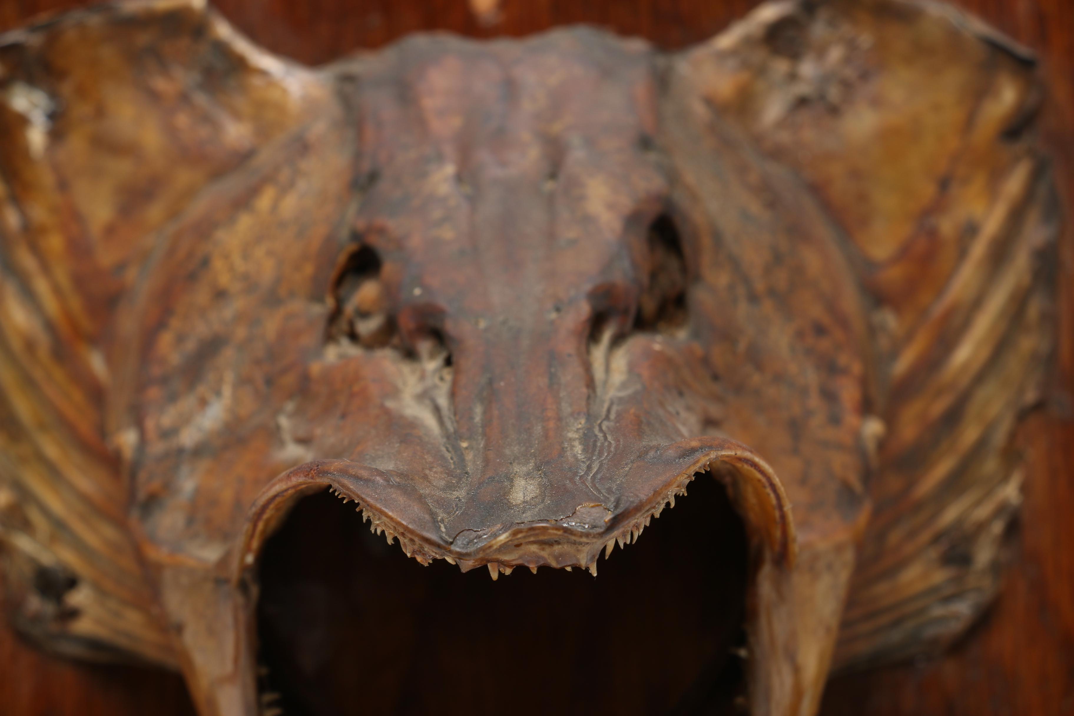 Mounted Taxidermy "Northern Pike" Fish Head