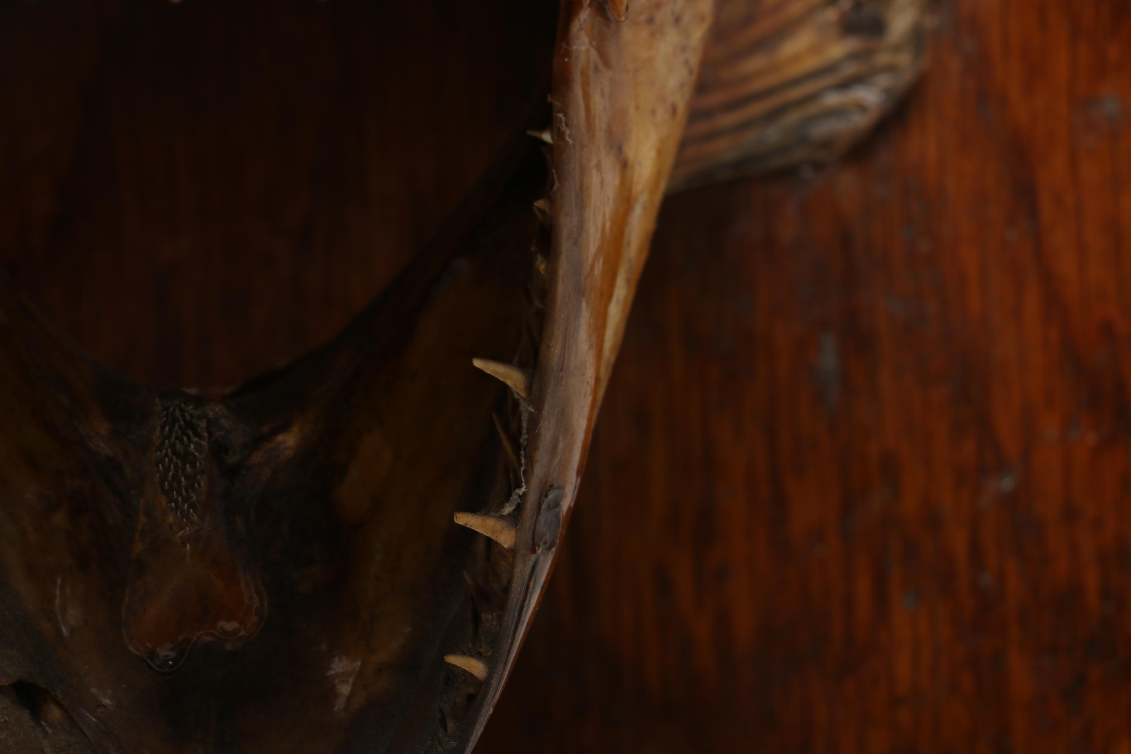 Mounted Taxidermy "Northern Pike" Fish Head