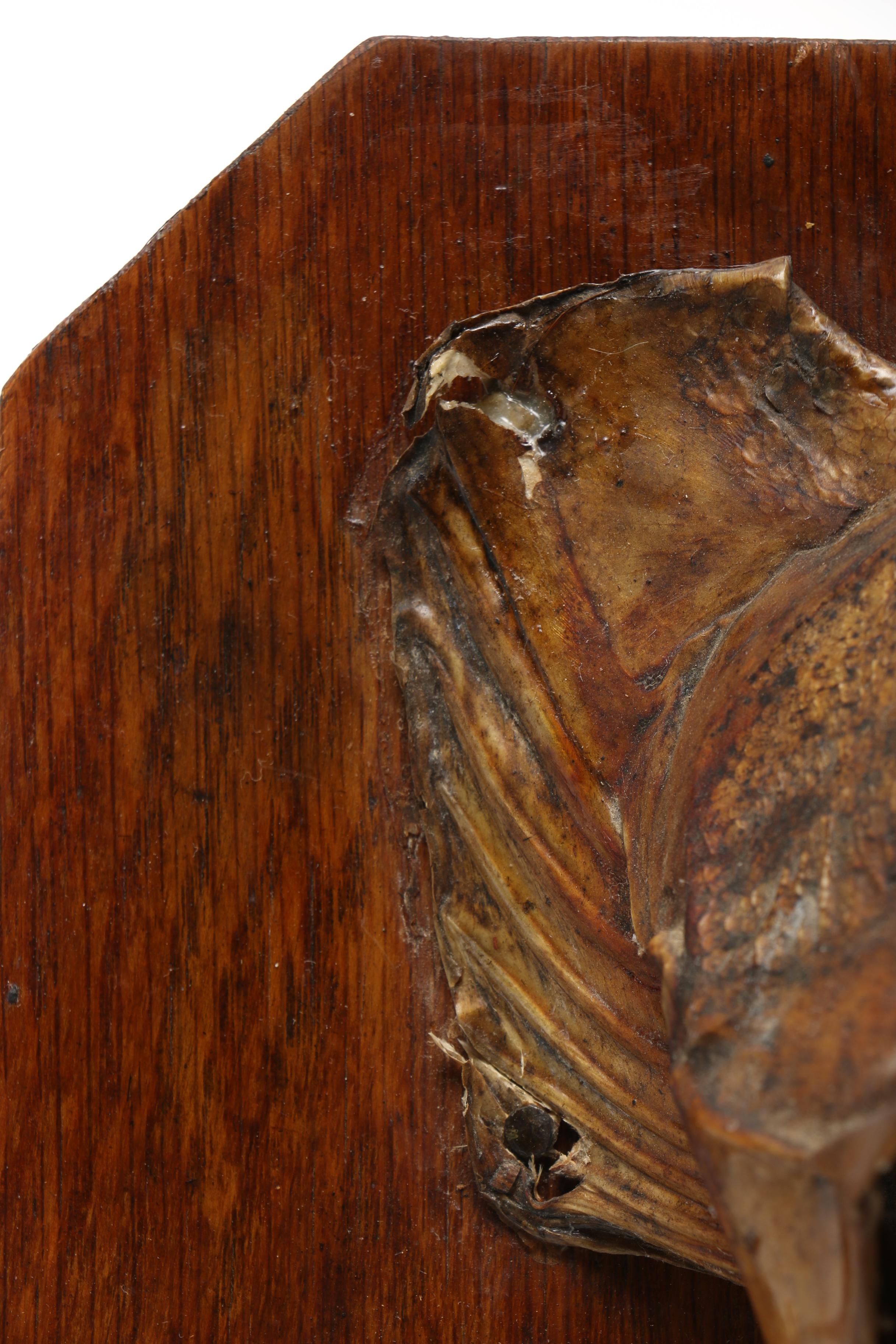 Mounted Taxidermy "Northern Pike" Fish Head