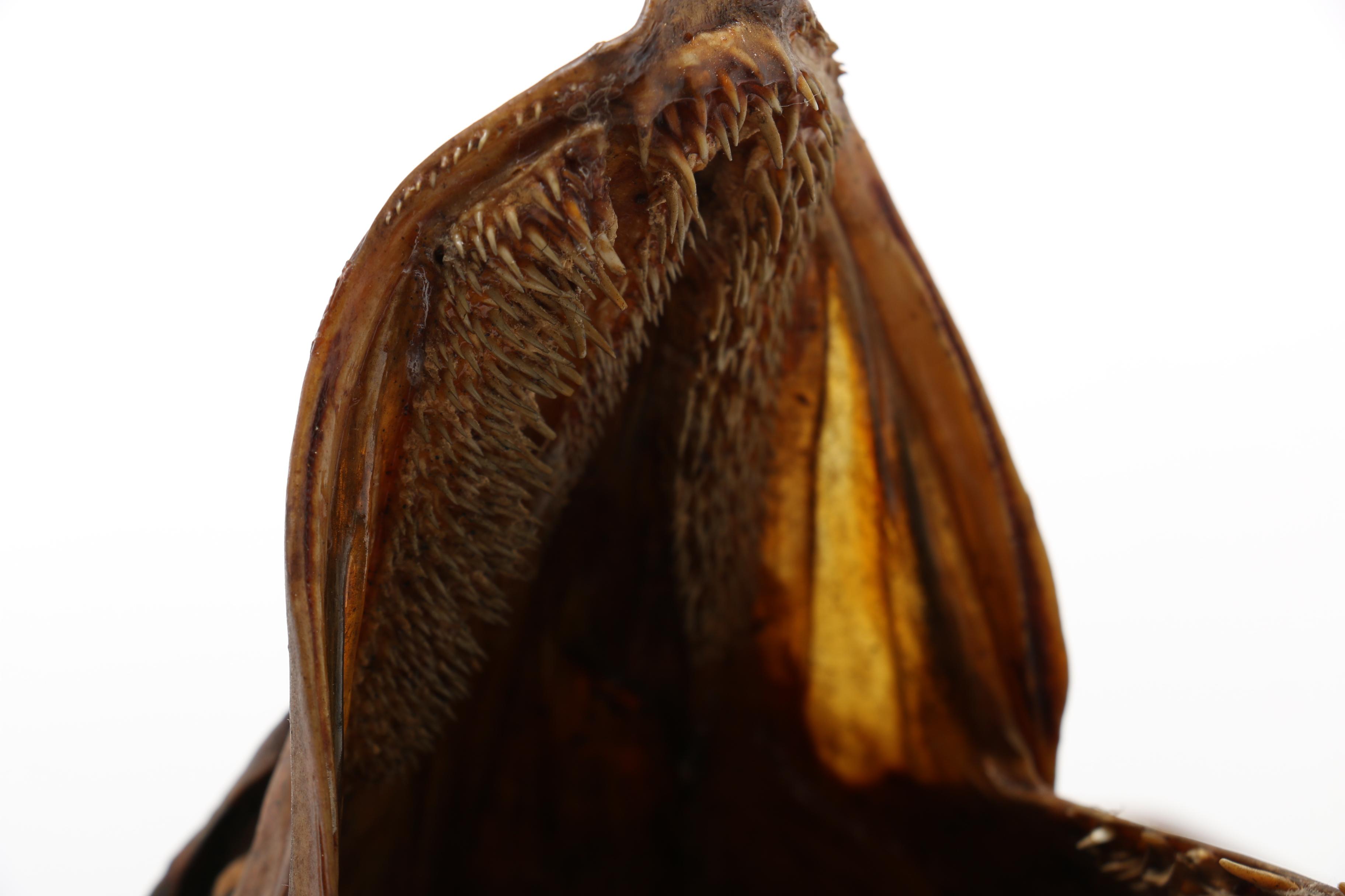 Mounted Taxidermy "Northern Pike" Fish Head