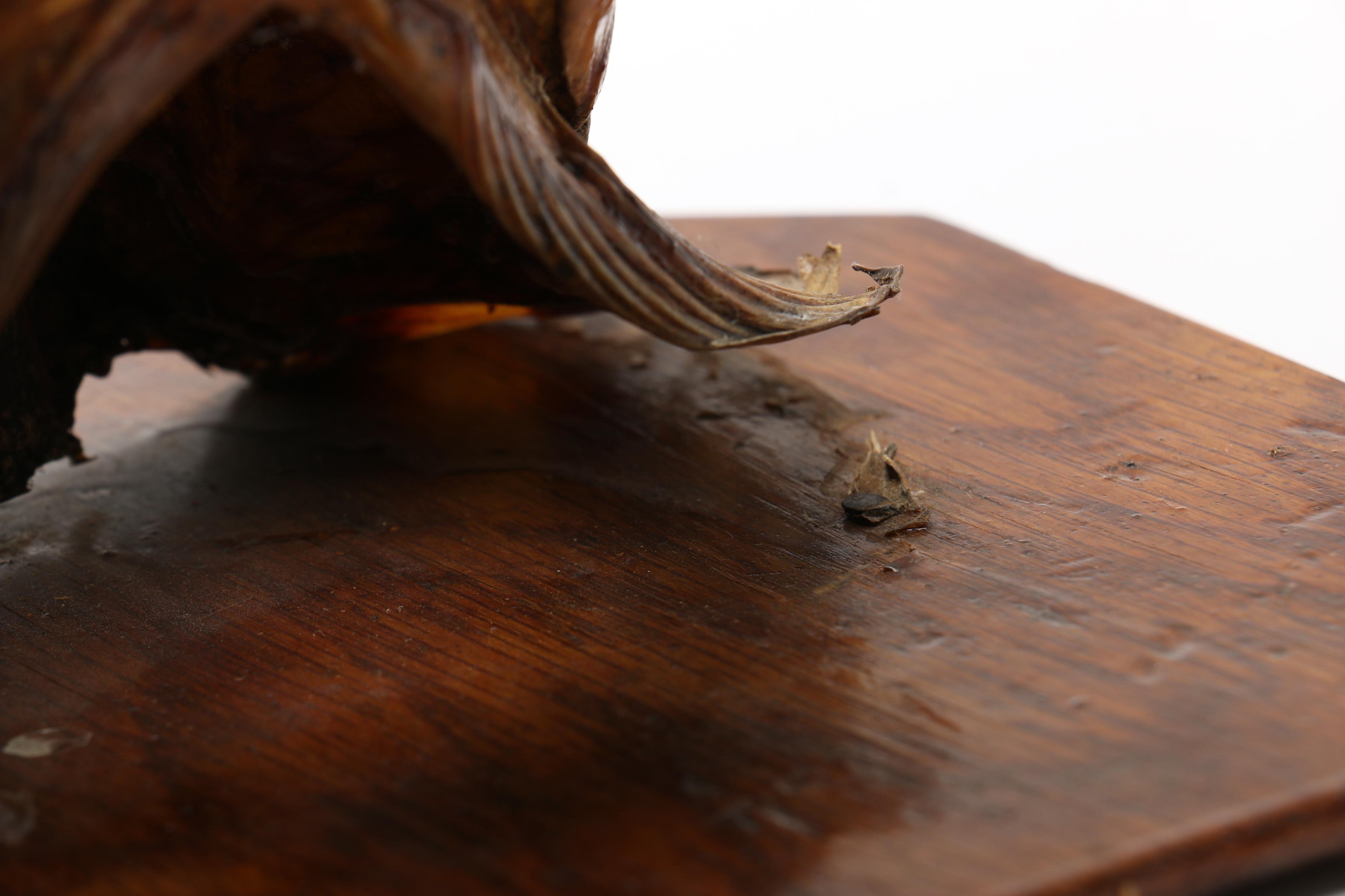 Mounted Taxidermy "Northern Pike" Fish Head