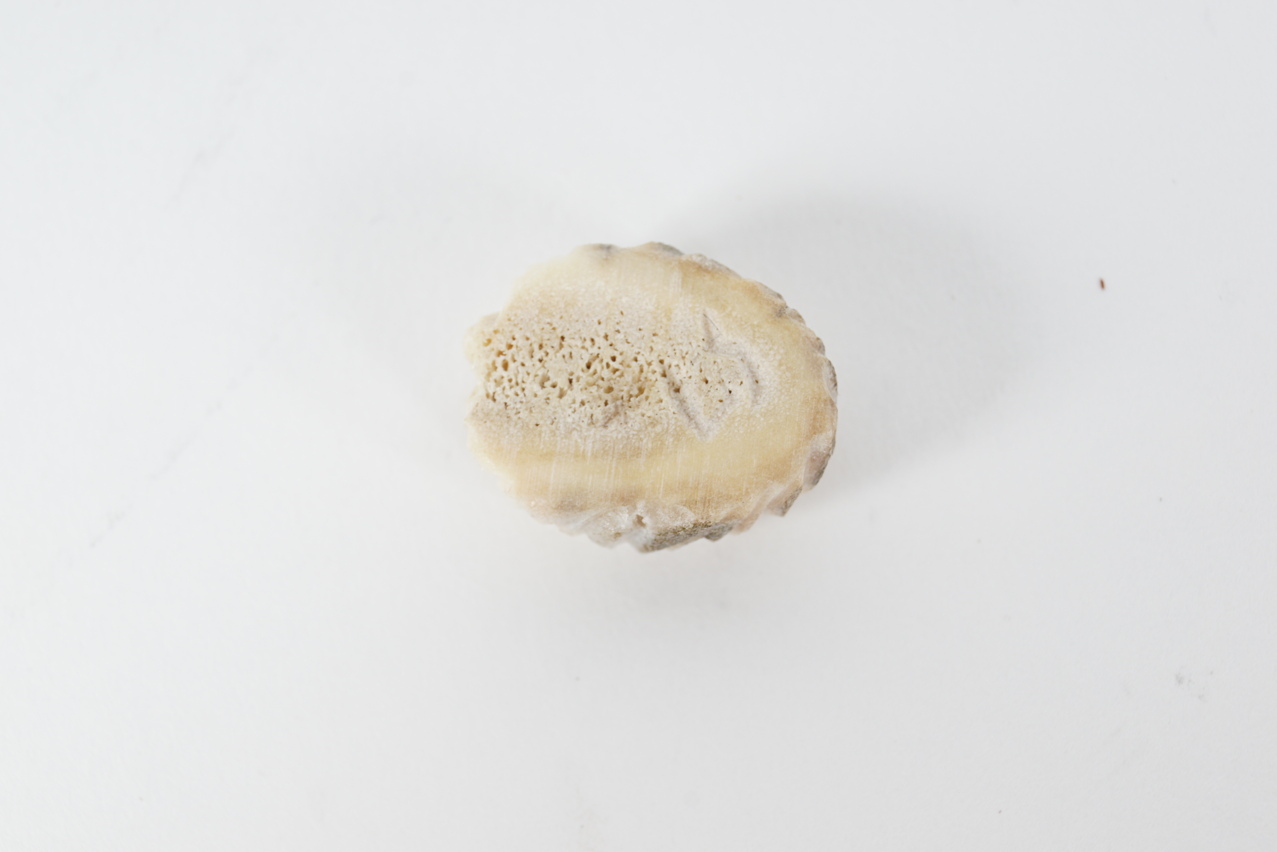 Group of Loon Figurines and Decor