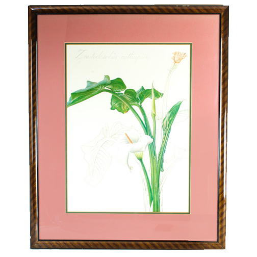 Thalia Lincoln "Zantedeschia Aethiopica" Lithograph