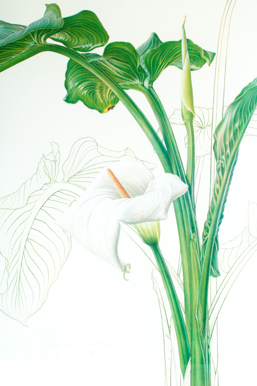 Thalia Lincoln "Zantedeschia Aethiopica" Lithograph