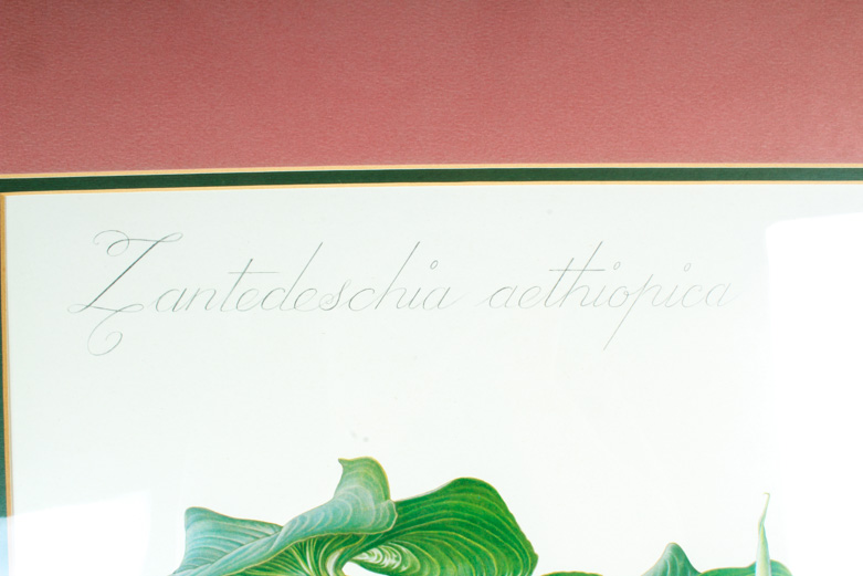 Thalia Lincoln "Zantedeschia Aethiopica" Lithograph