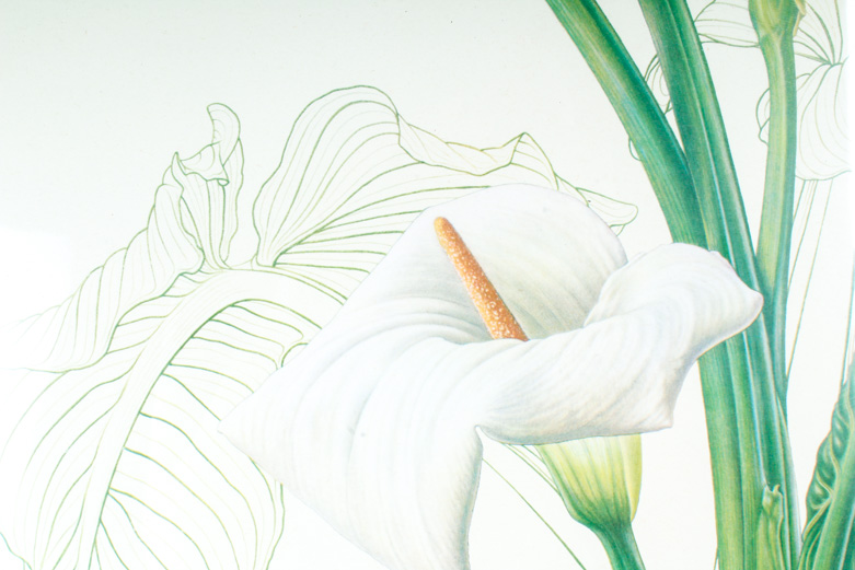 Thalia Lincoln "Zantedeschia Aethiopica" Lithograph