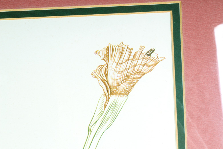 Thalia Lincoln "Zantedeschia Aethiopica" Lithograph