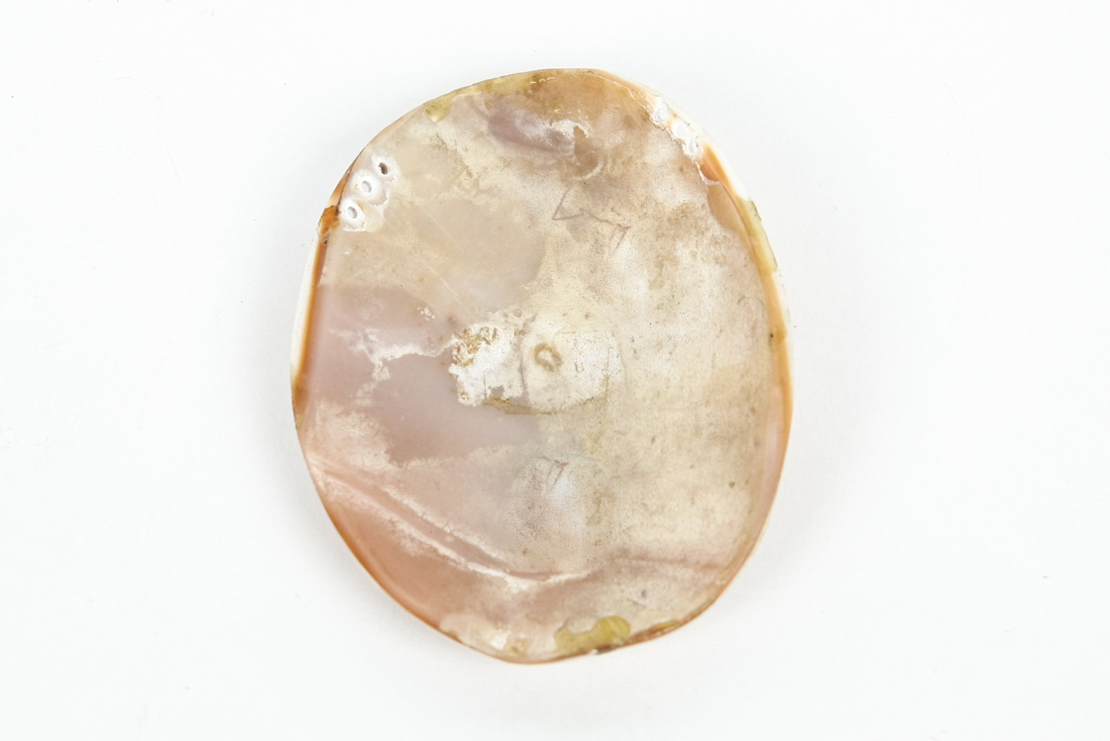 Large Unmounted Shell Cameo