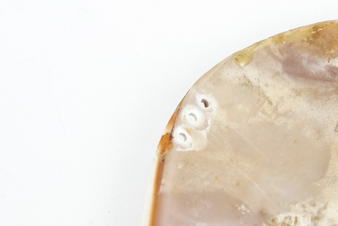 Large Unmounted Shell Cameo