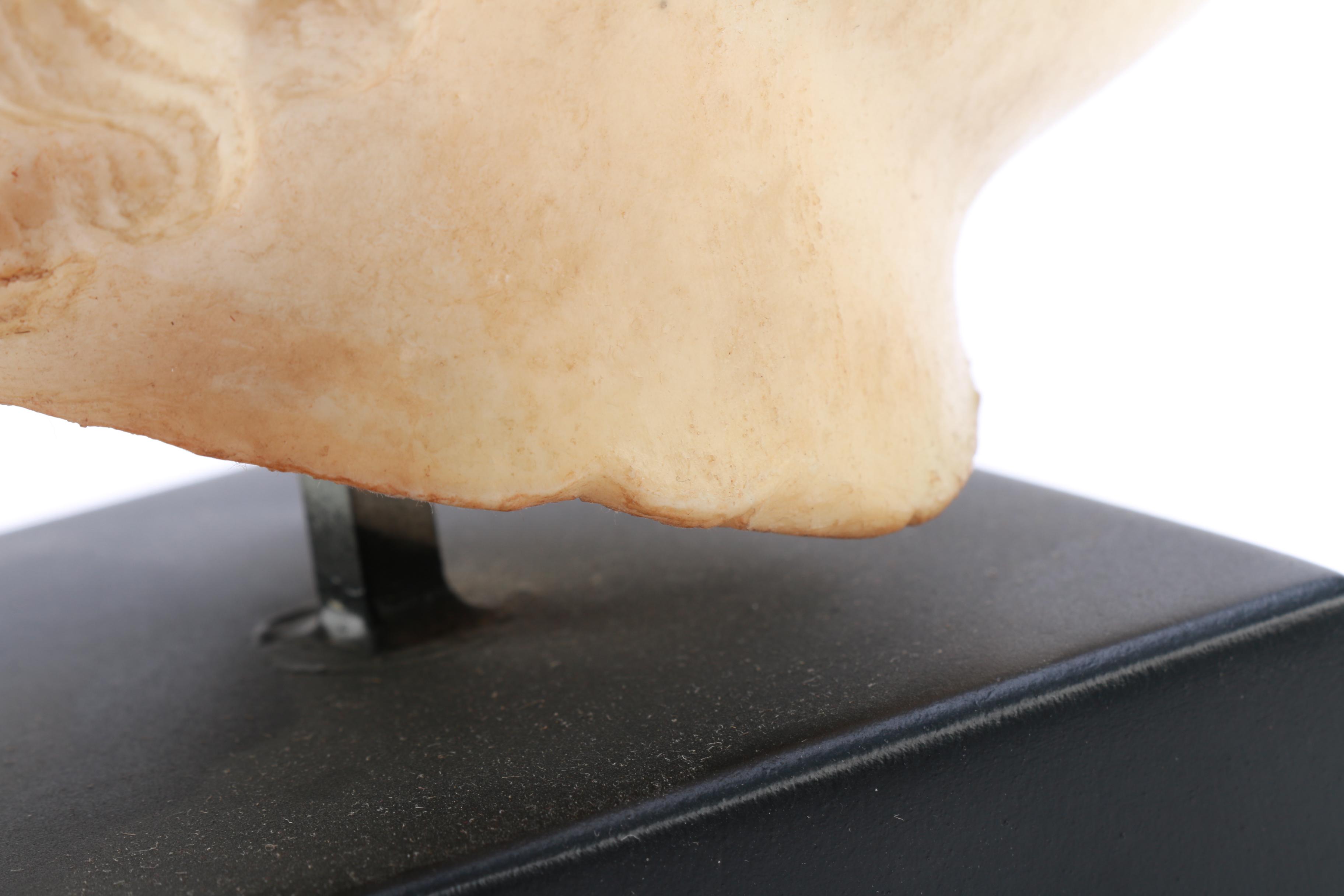 Reproduction Roman Bust