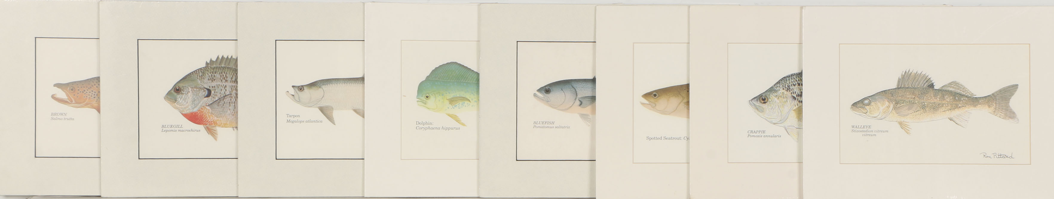 Collection of Ron Pittard Offset Lithographs