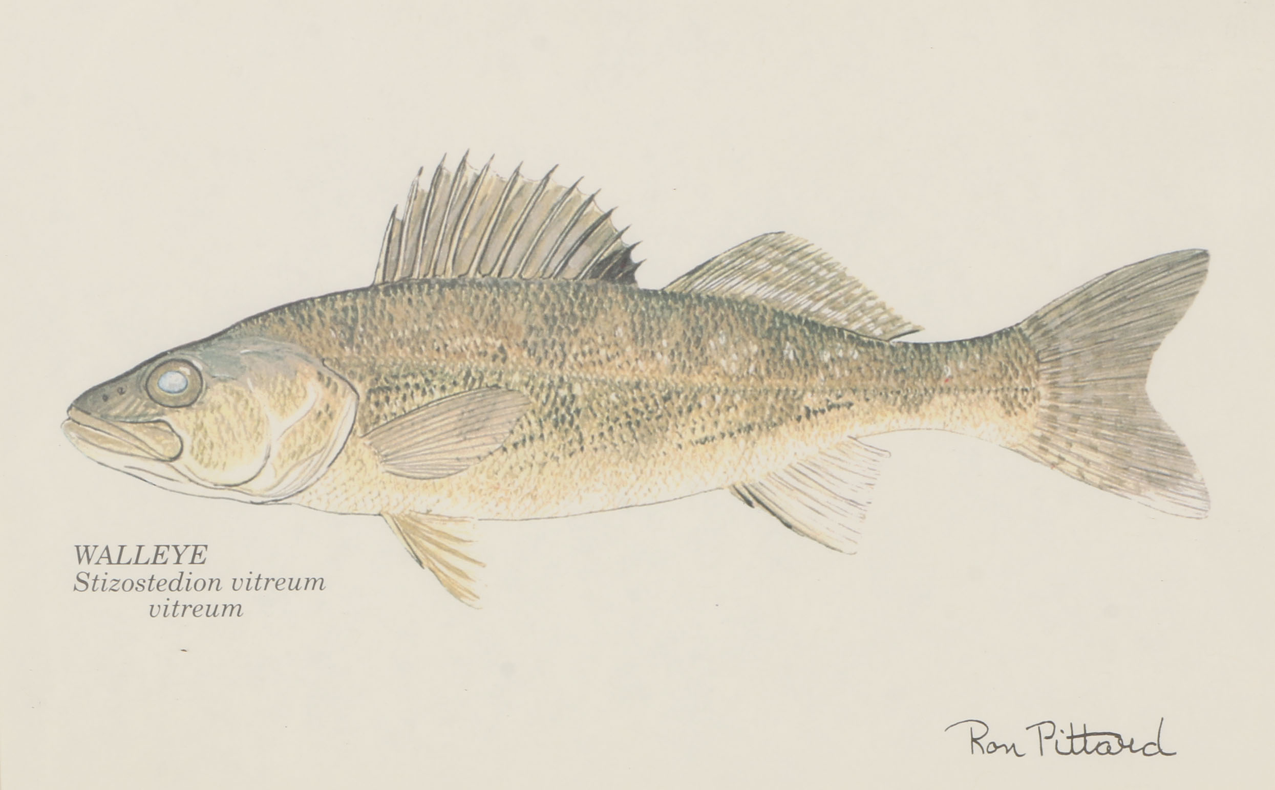 Collection of Ron Pittard Offset Lithographs