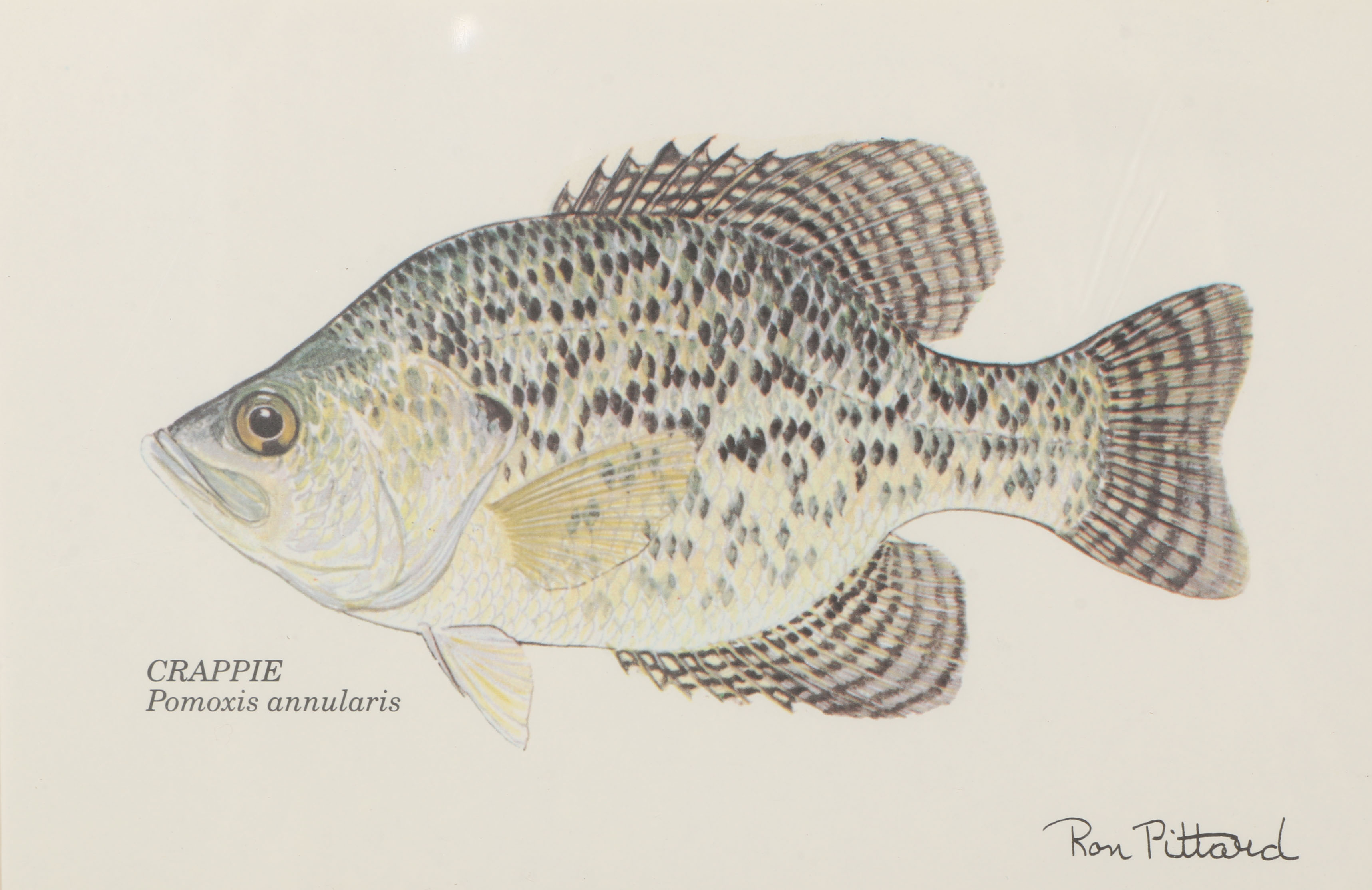 Collection of Ron Pittard Offset Lithographs