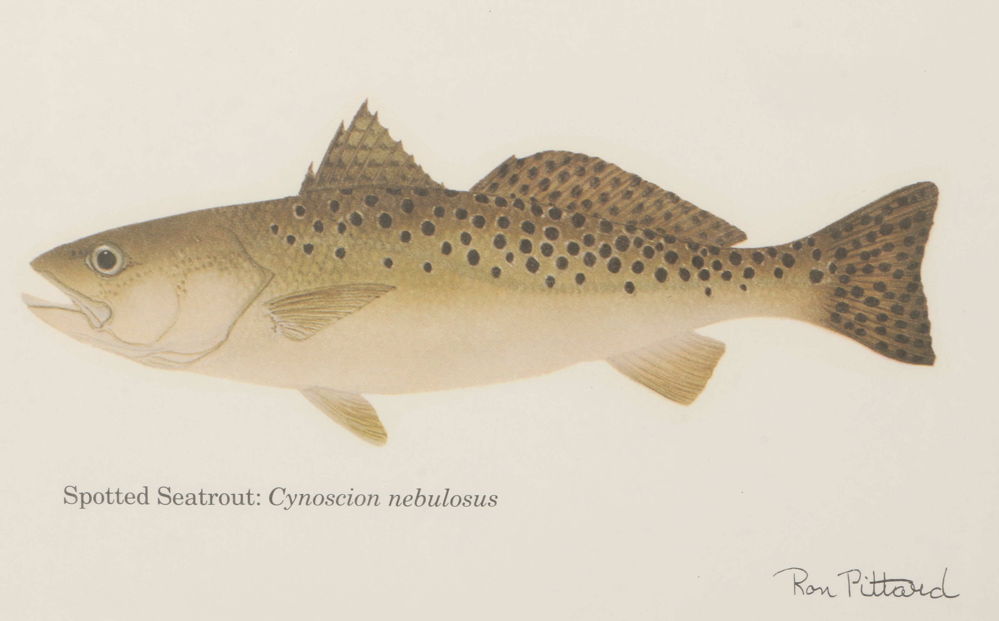 Collection of Ron Pittard Offset Lithographs