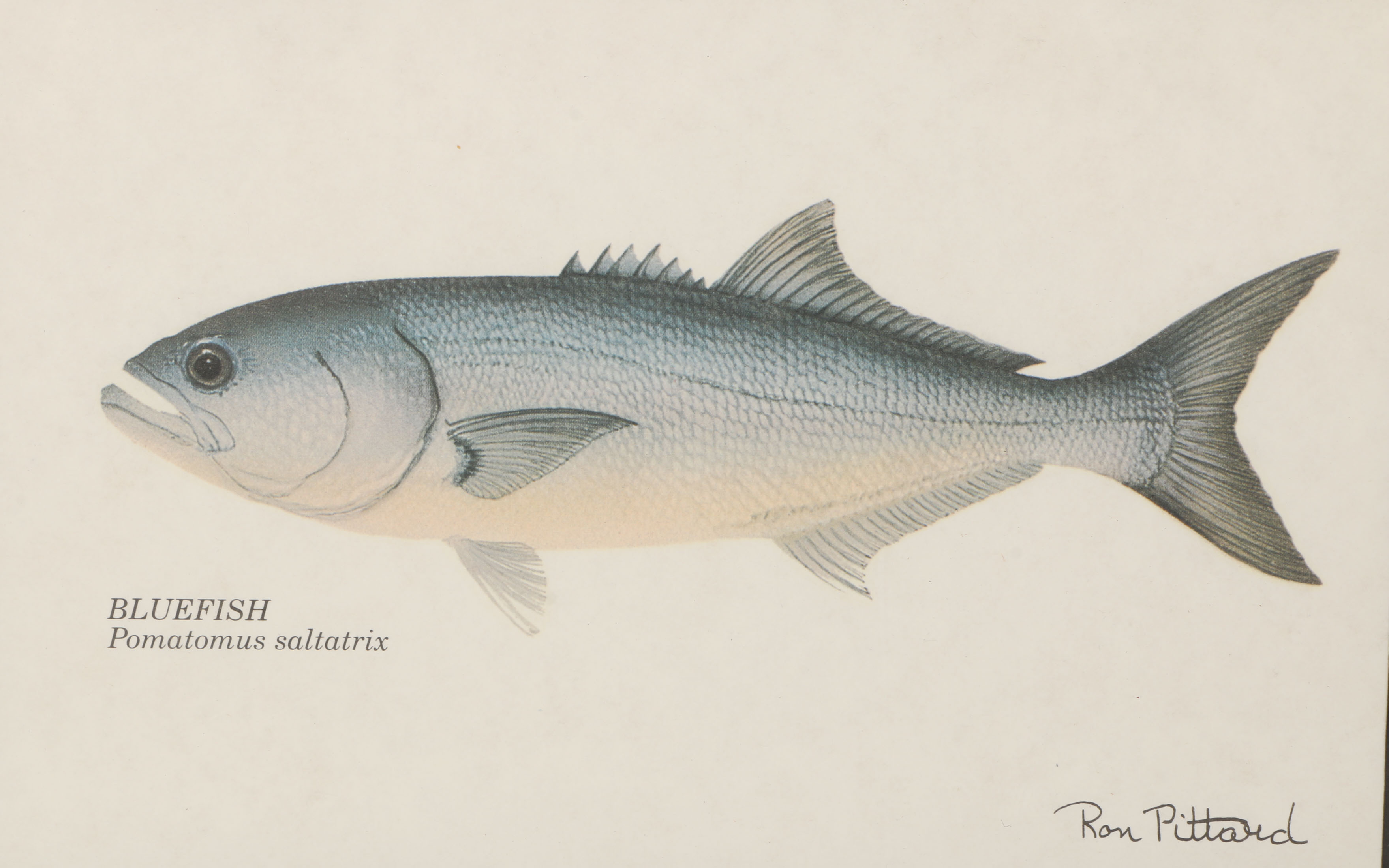 Collection of Ron Pittard Offset Lithographs