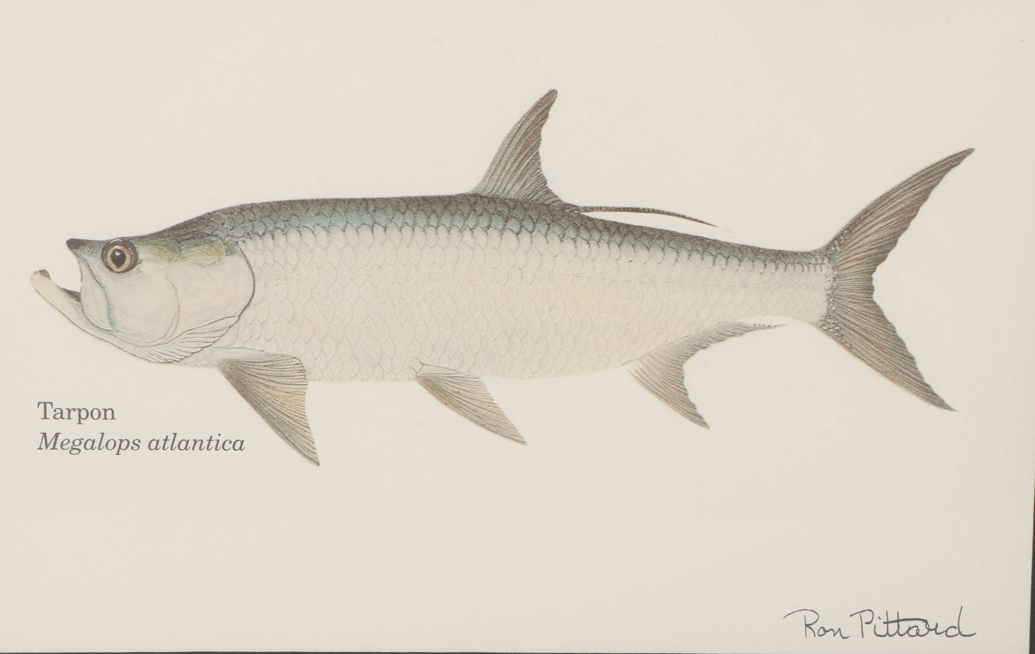 Collection of Ron Pittard Offset Lithographs