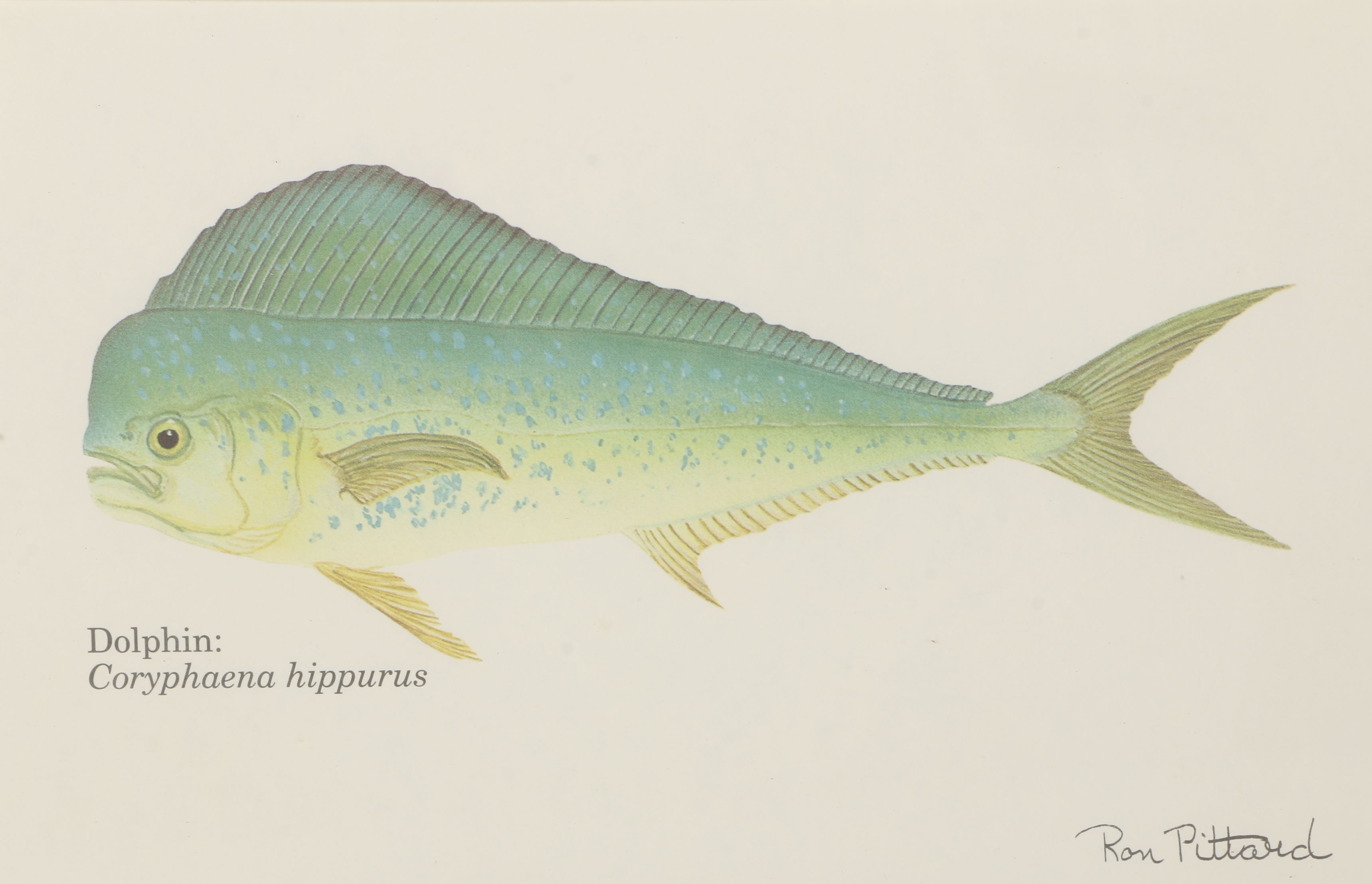 Collection of Ron Pittard Offset Lithographs