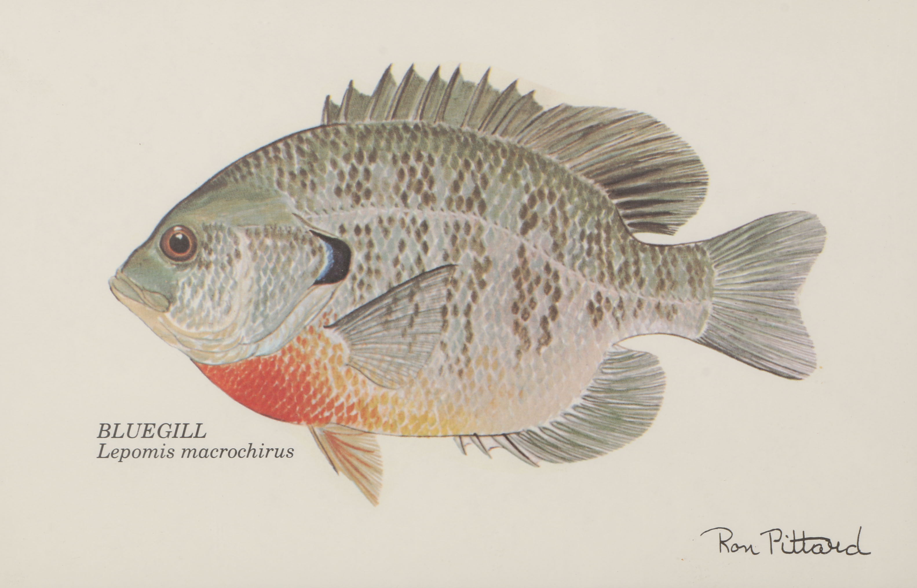 Collection of Ron Pittard Offset Lithographs