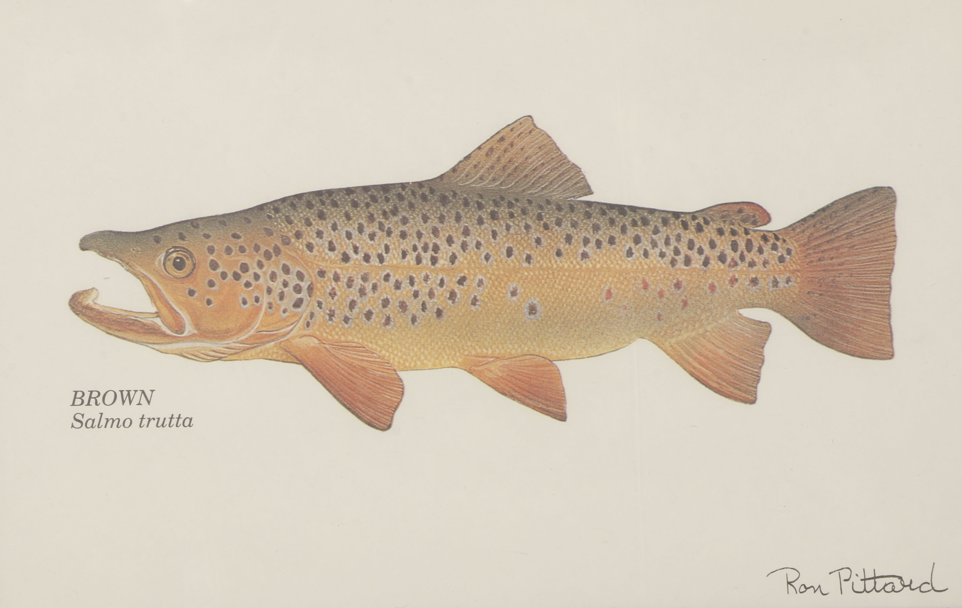 Collection of Ron Pittard Offset Lithographs