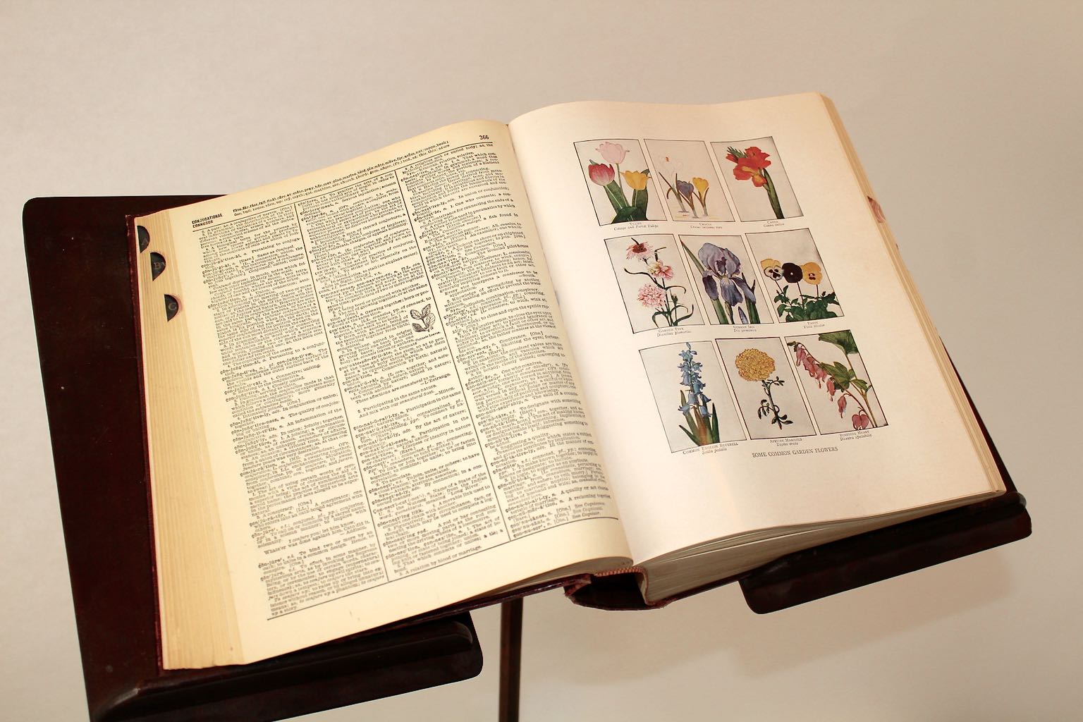 Antique Book Stand and 1952 "Webster's Illustrated 20th Century Dictionary"