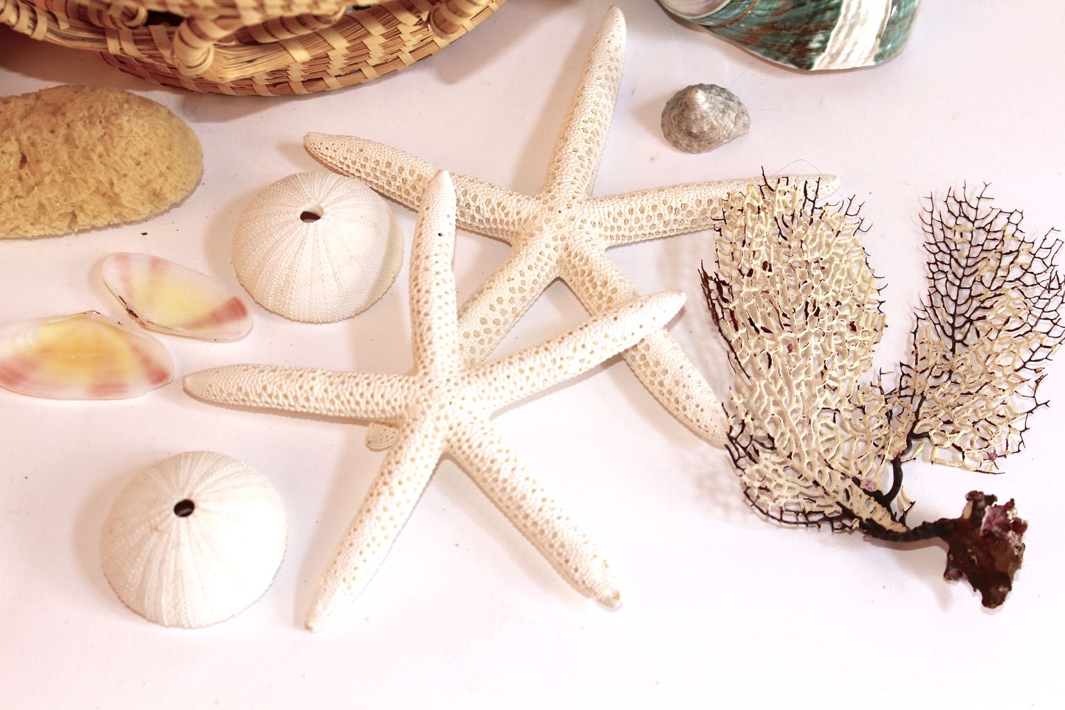 Hand Woven Sea Grass Basket and Shell Collection