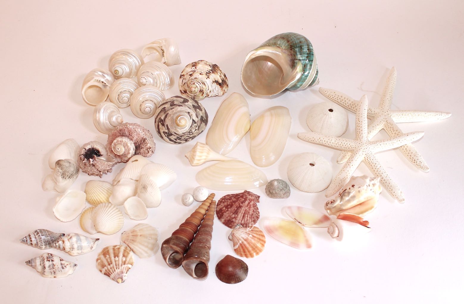 Hand Woven Sea Grass Basket and Shell Collection