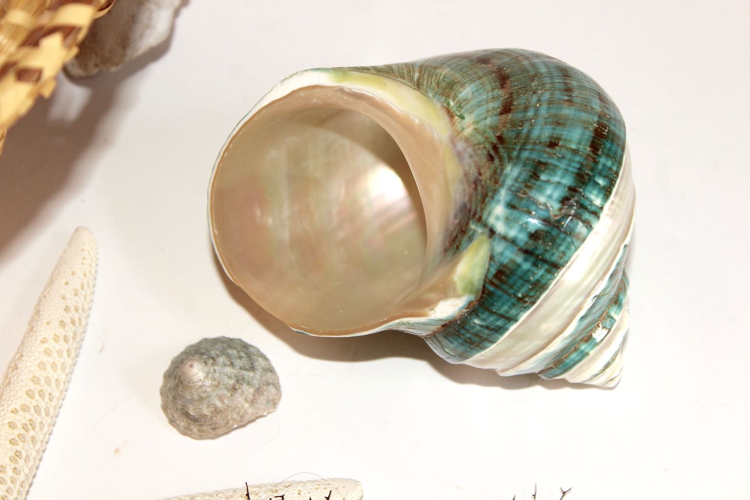 Hand Woven Sea Grass Basket and Shell Collection