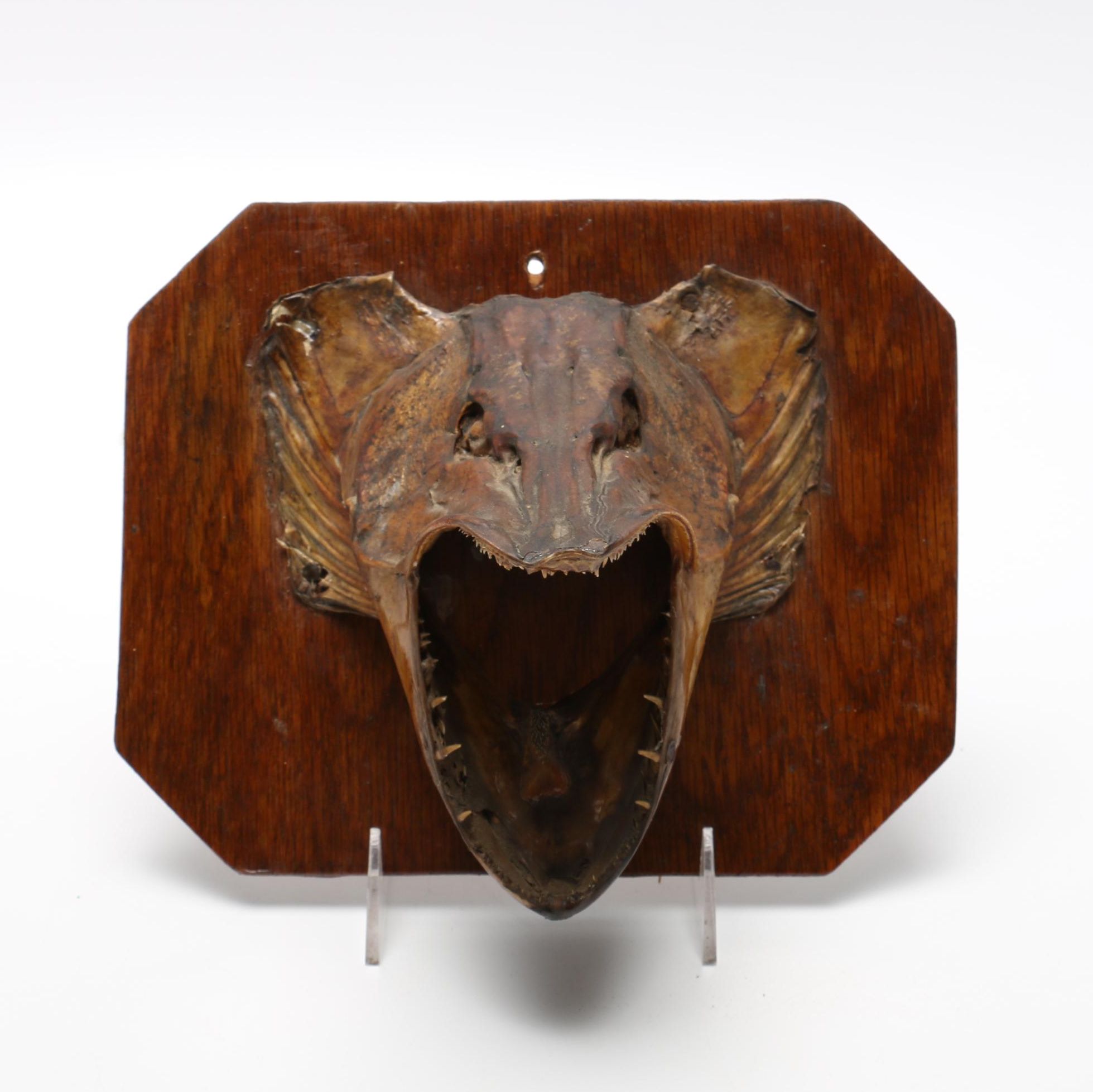 Mounted Taxidermy "Northern Pike" Fish Head