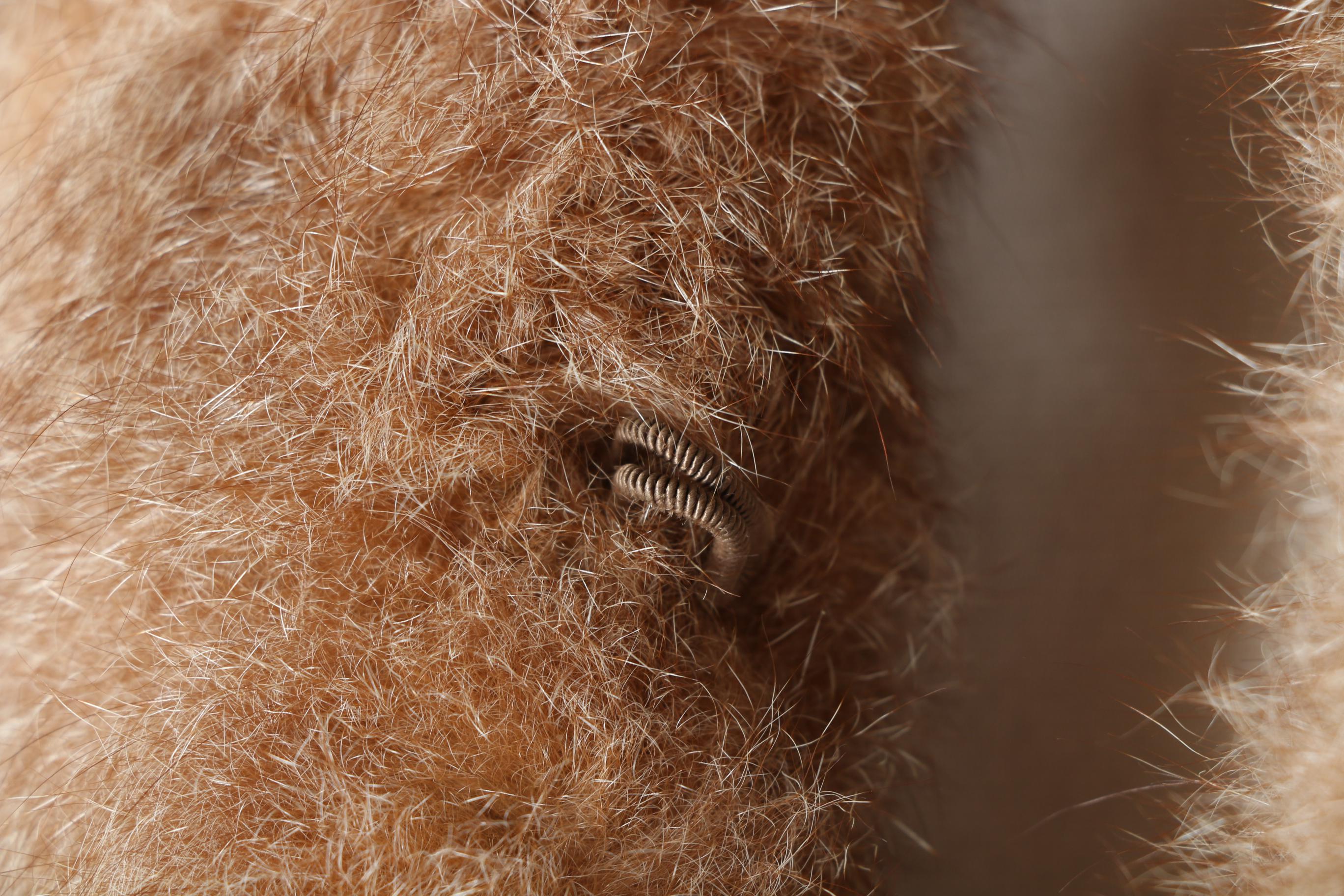Alpaca Fur Trim Coat