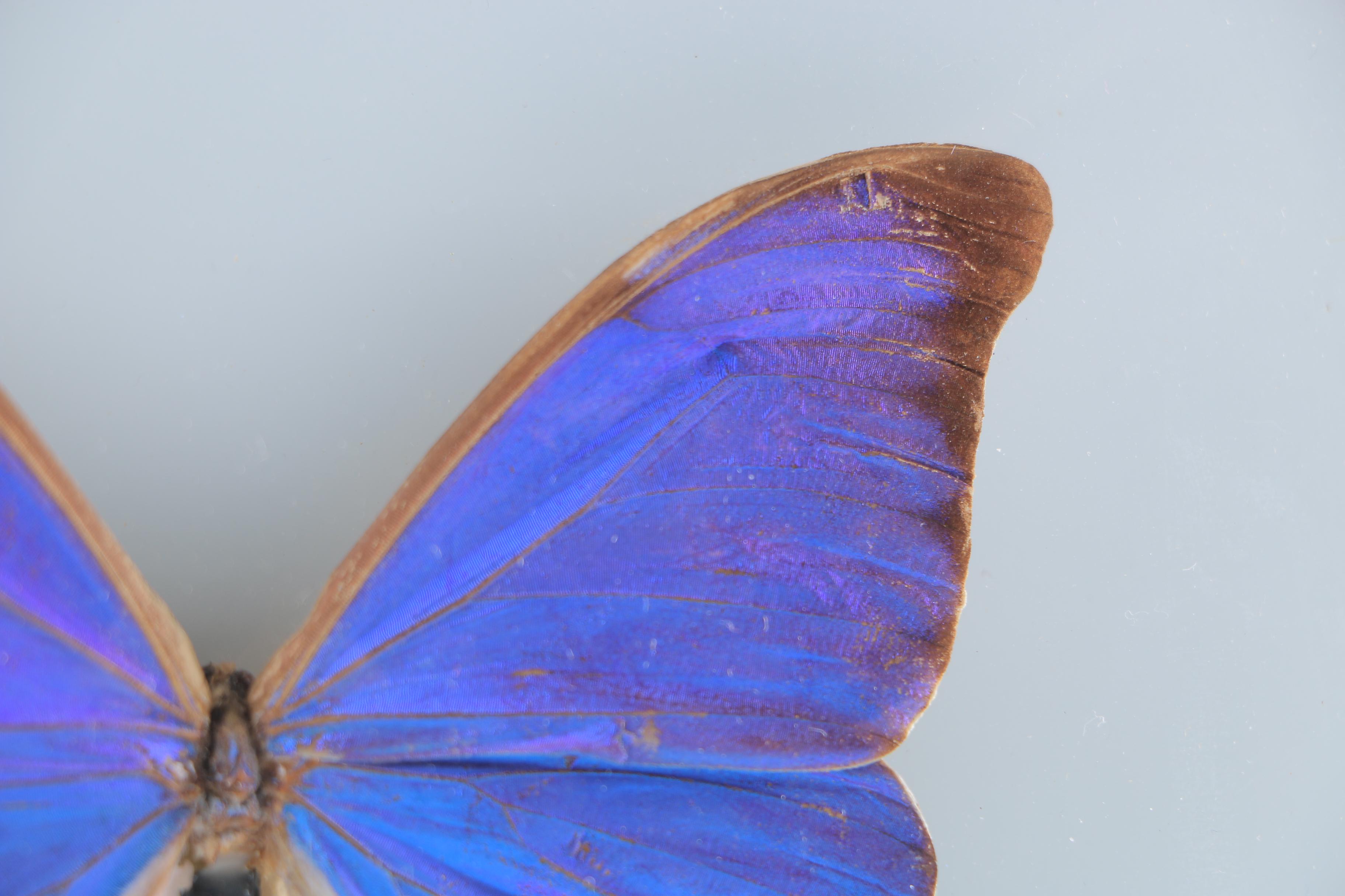Butterfly Specimen