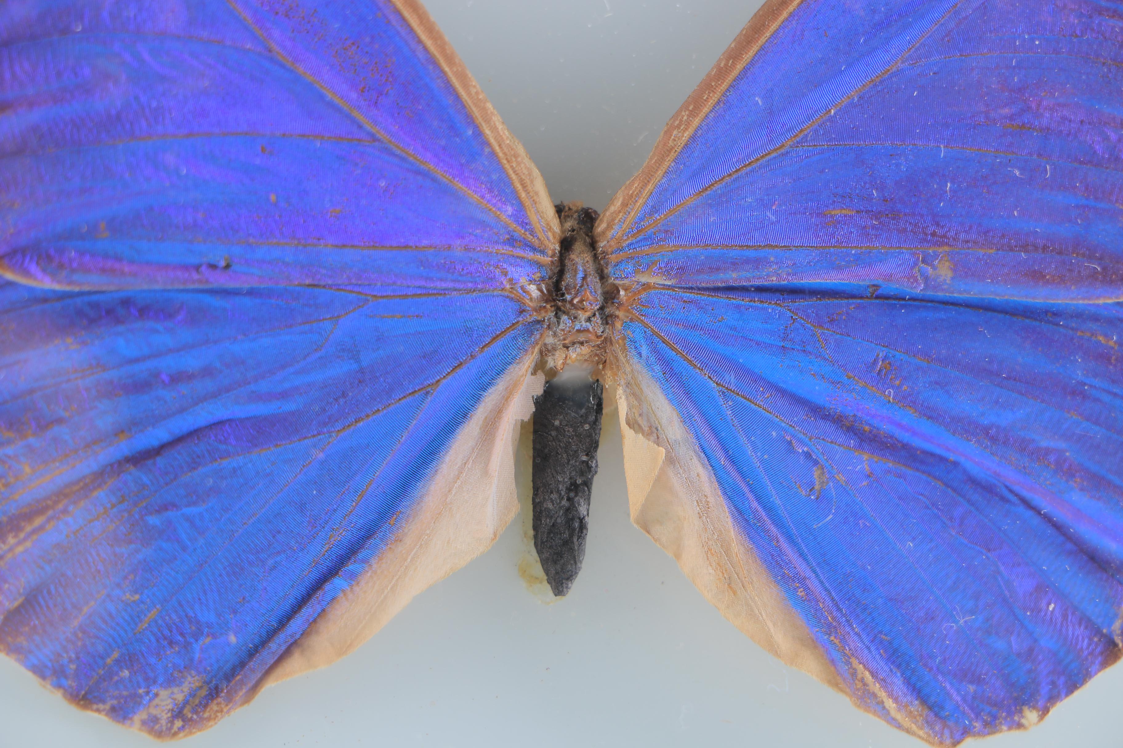 Butterfly Specimen