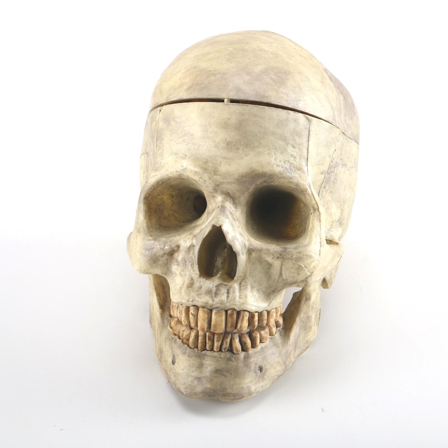 Plastic Human Skull and Brain Model
