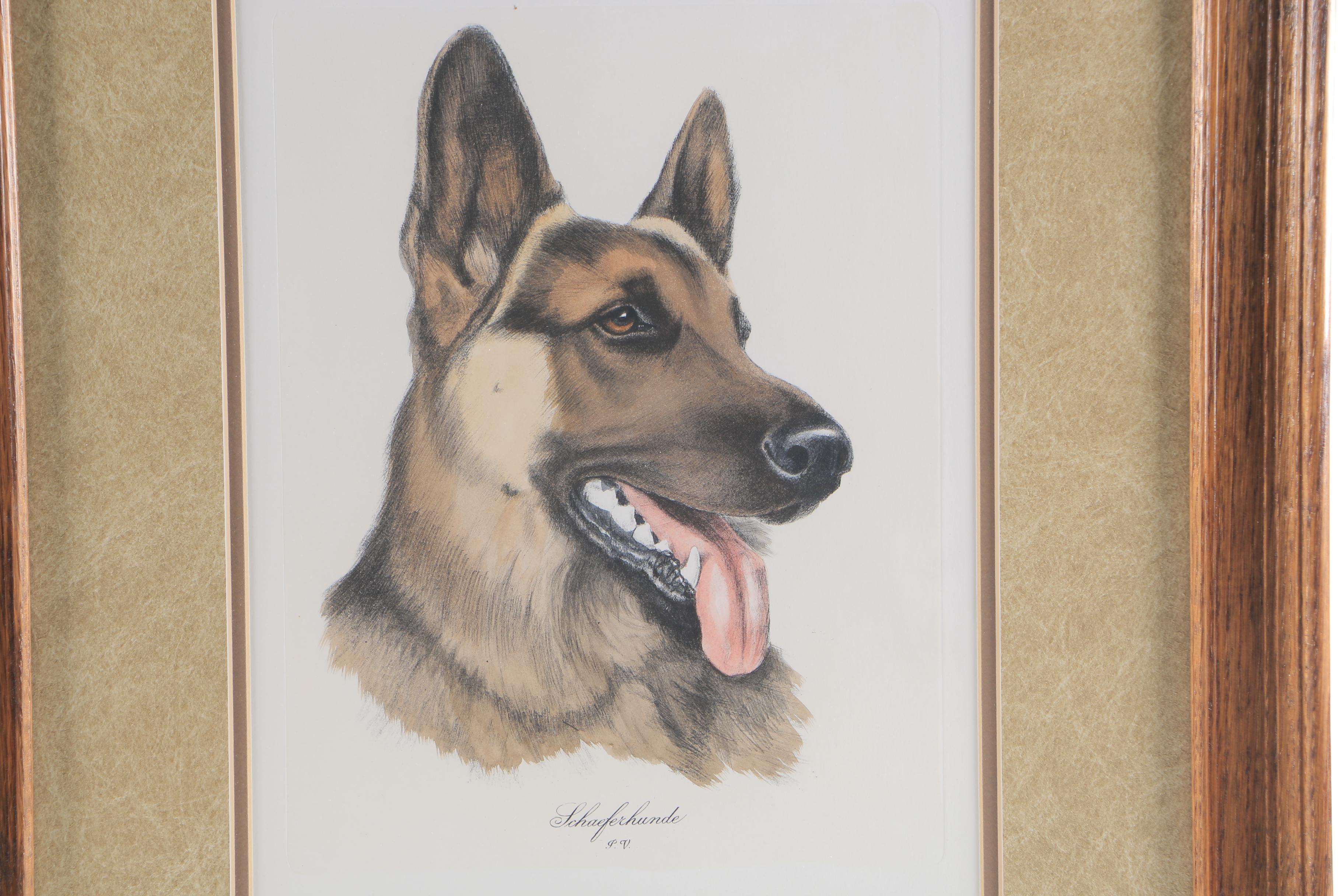 Hand Colored Engraving "Schaeferhunde"