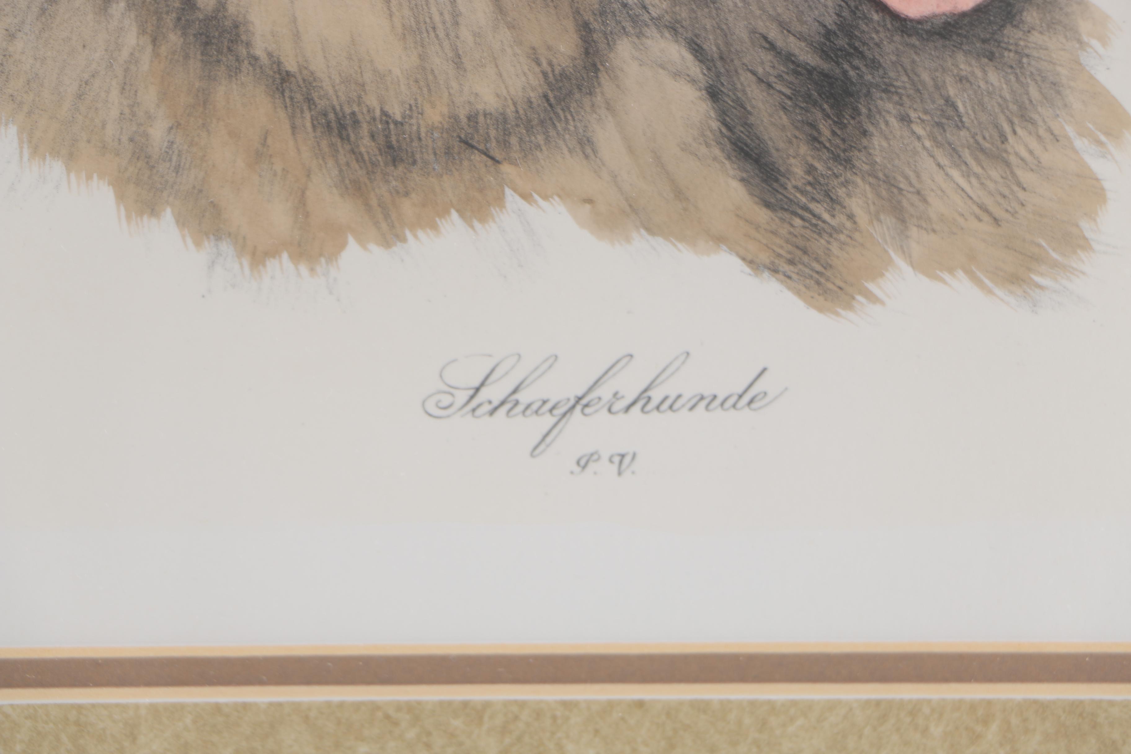 Hand Colored Engraving "Schaeferhunde"