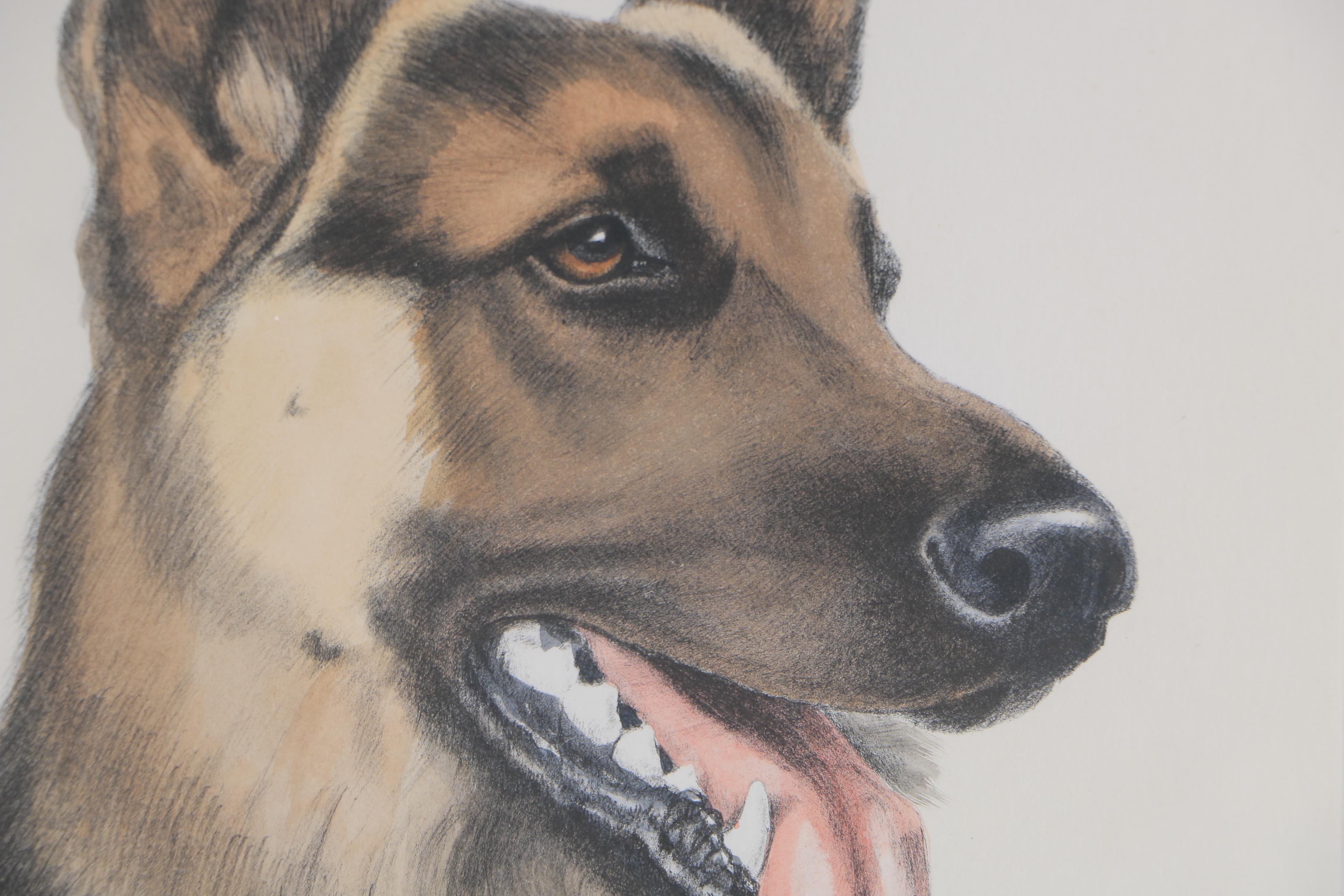 Hand Colored Engraving "Schaeferhunde"