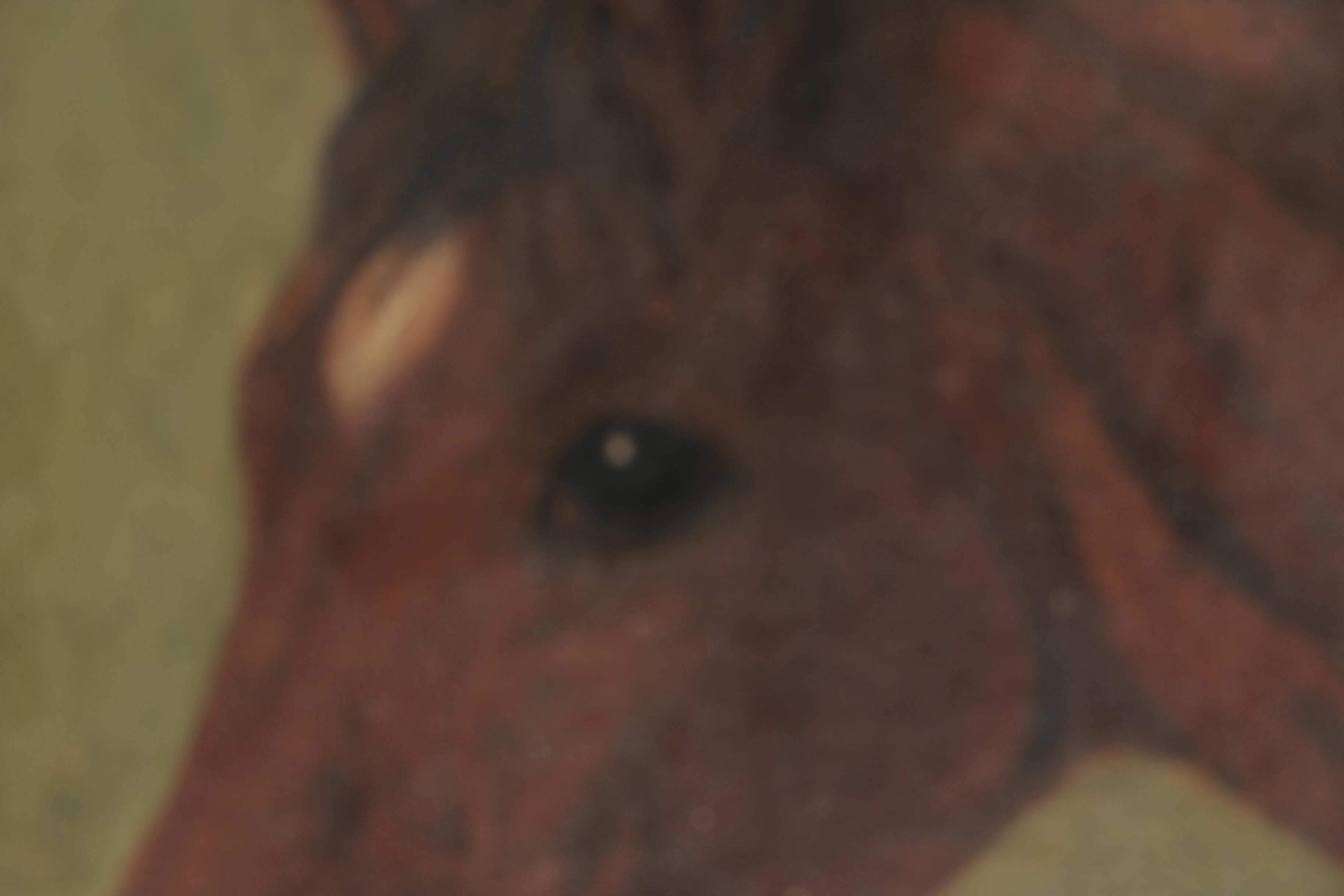 Attributed to G.B Rosher Oil Painting on Canvas "Horse"