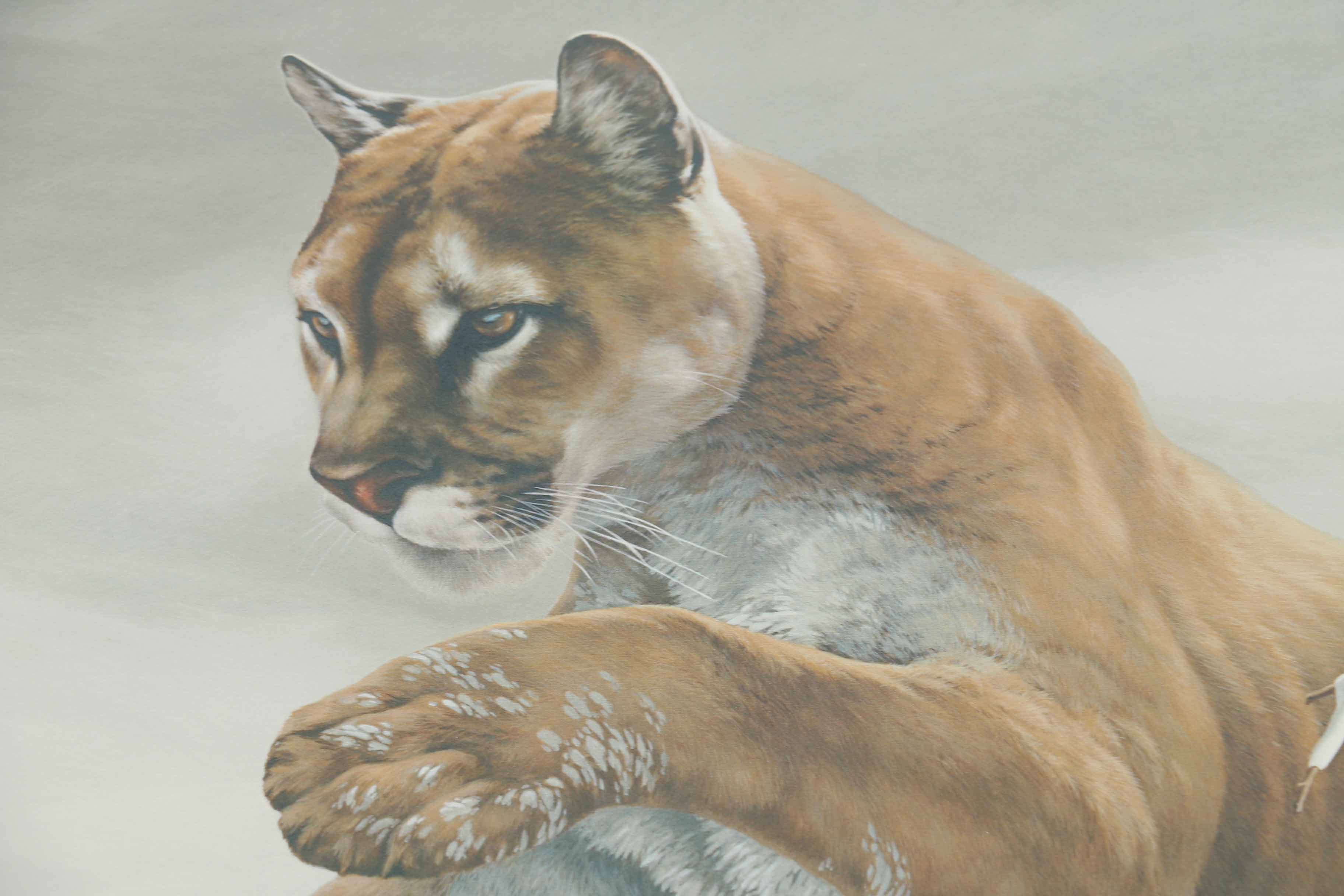 Peter Skirka Signed Limited Edition Big Cat Prints