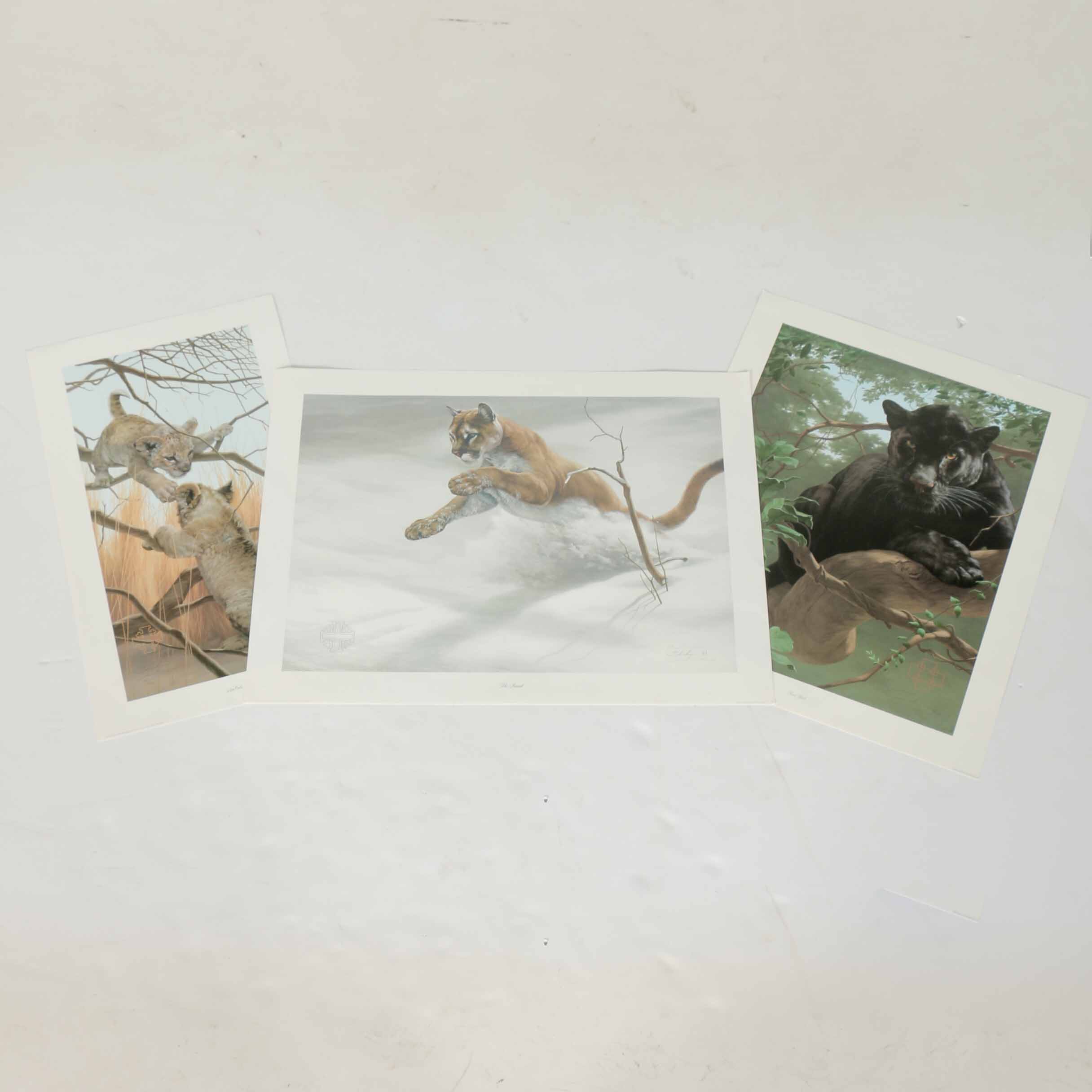 Peter Skirka Signed Limited Edition Big Cat Prints