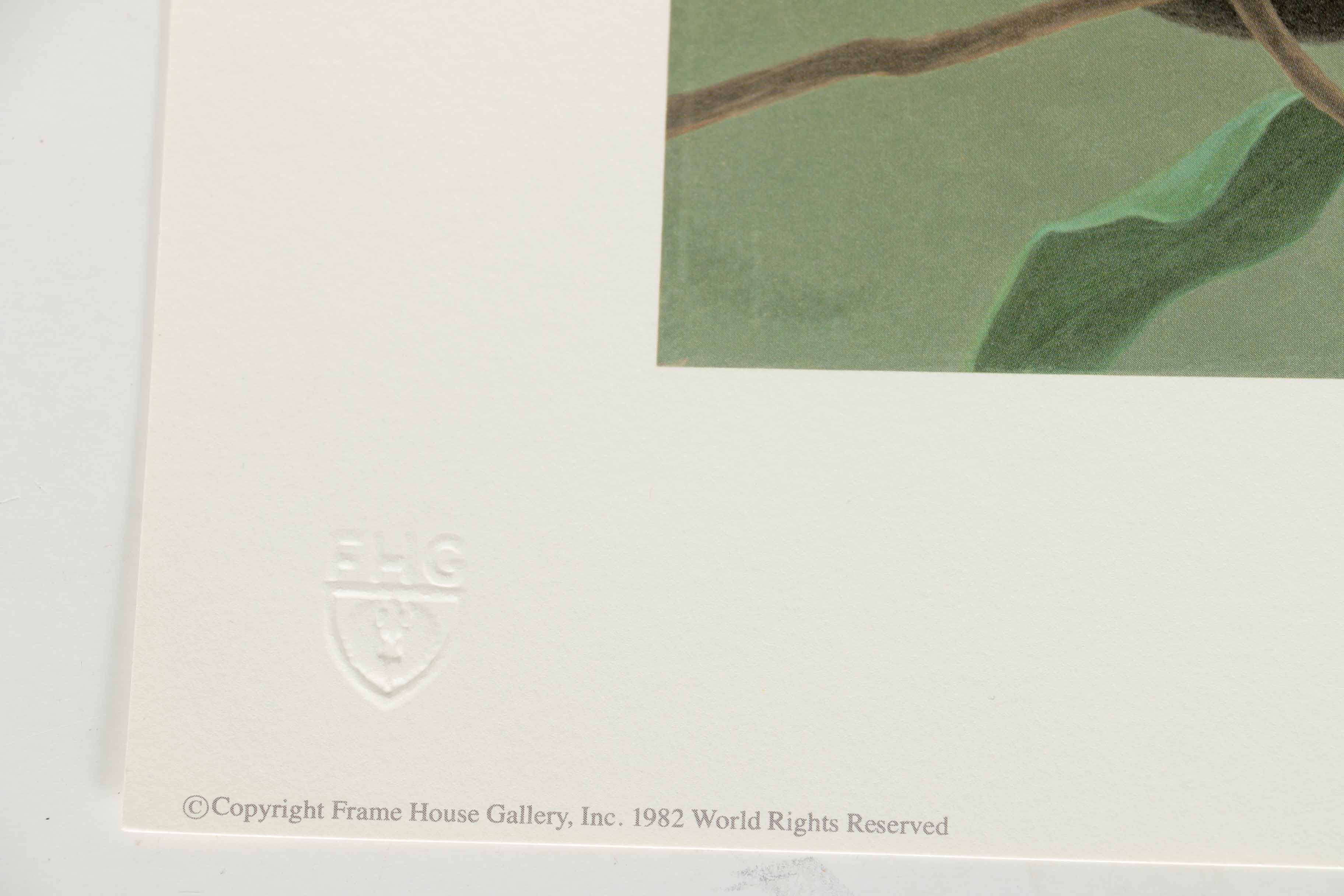 Peter Skirka Signed Limited Edition Big Cat Prints