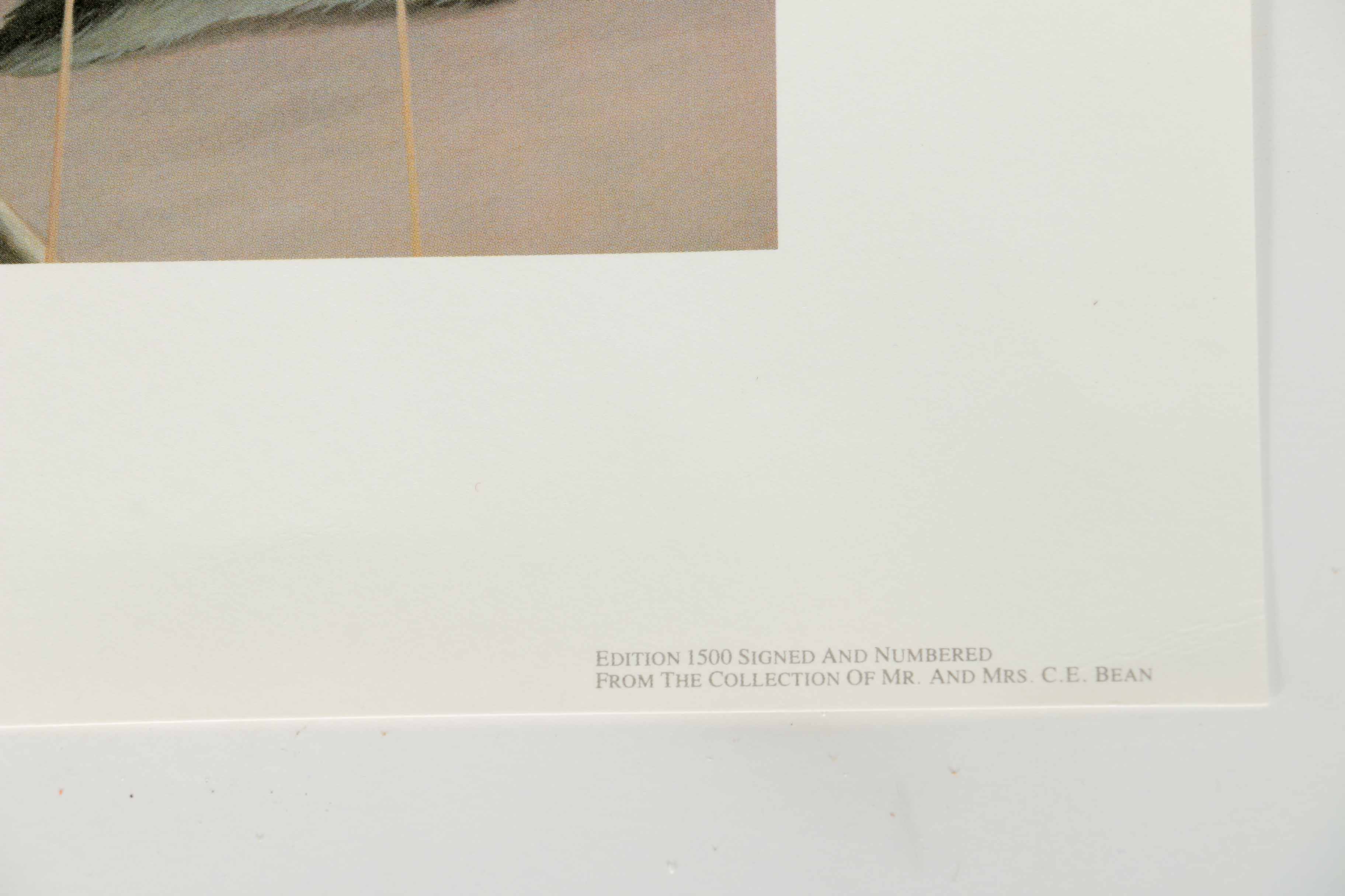 Peter Skirka Signed Limited Edition Big Cat Prints