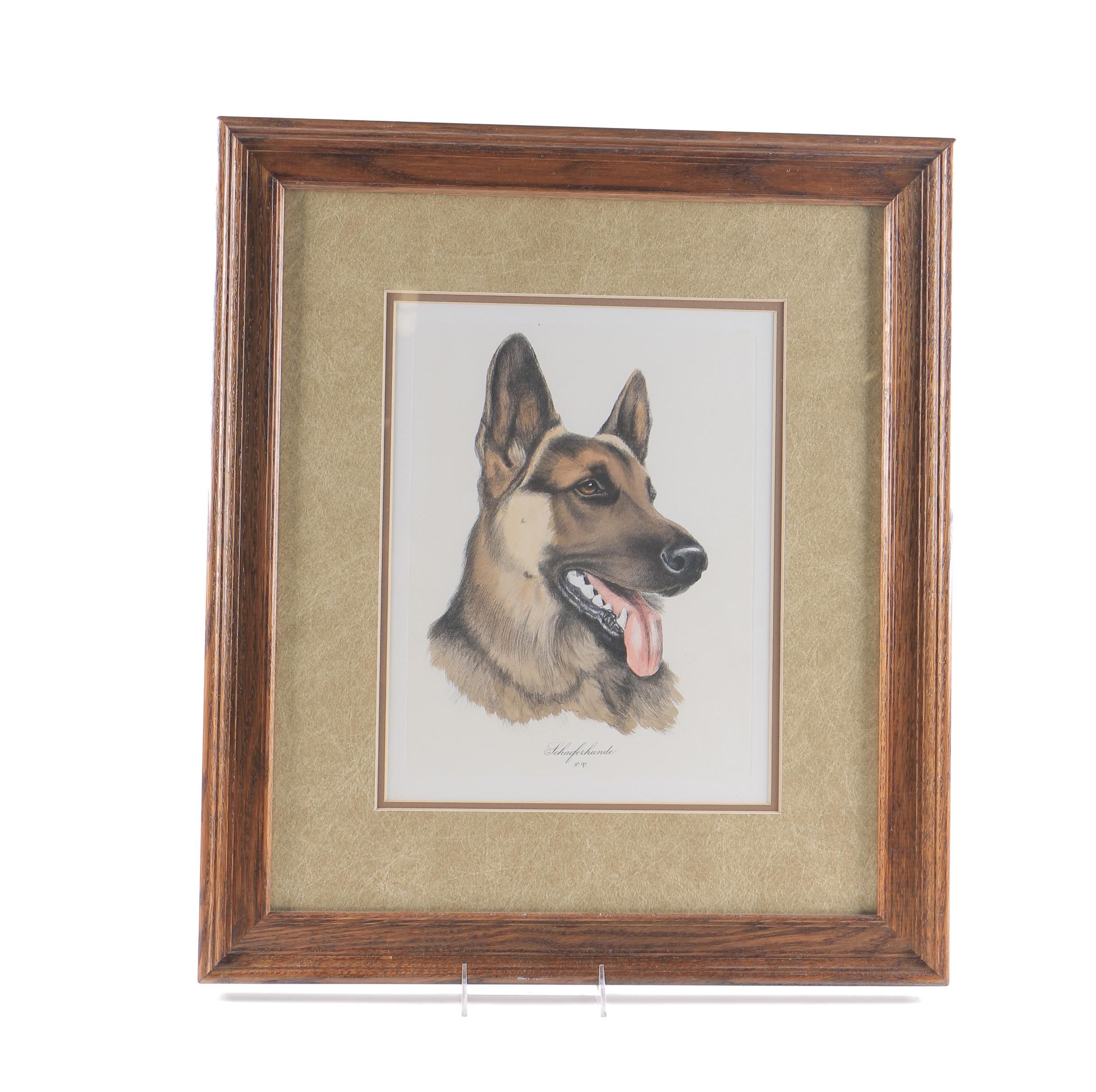 Hand Colored Engraving "Schaeferhunde"