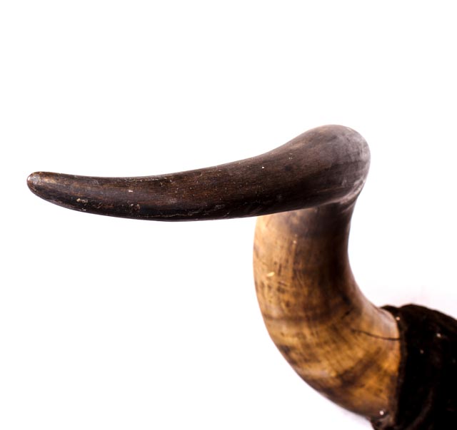 Vintage Mounted Bullhorns