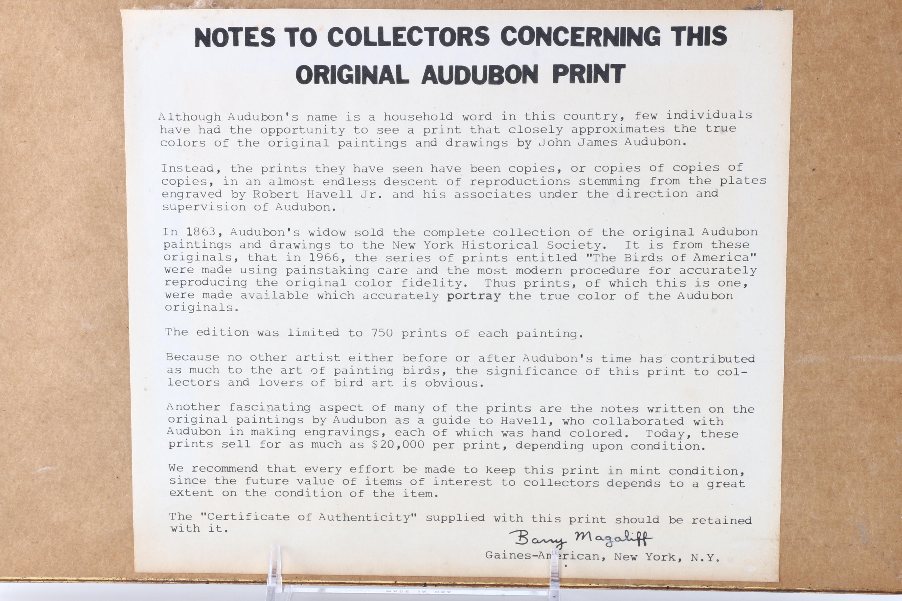 After John James Audubon Offset Lithographs of Birds