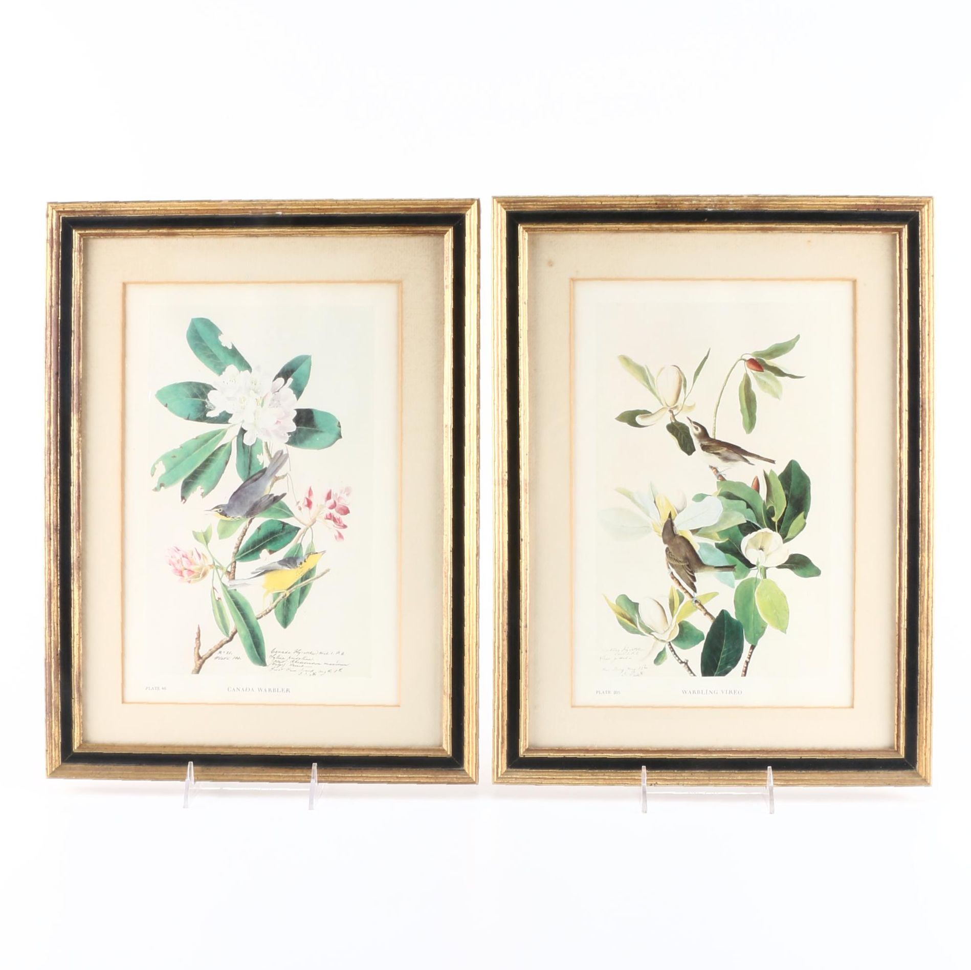 After John James Audubon Offset Lithographs of Birds