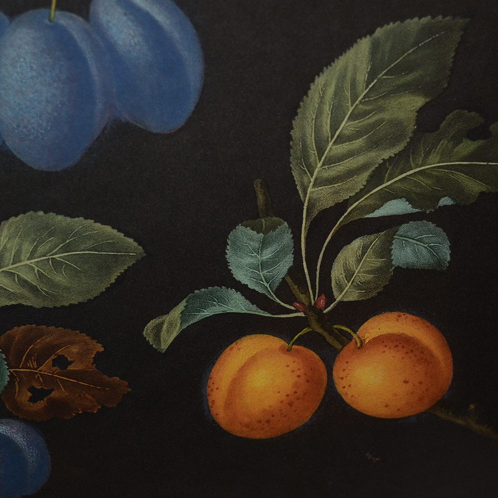 After George Brookshaw Offset Lithograph Botanical Prints