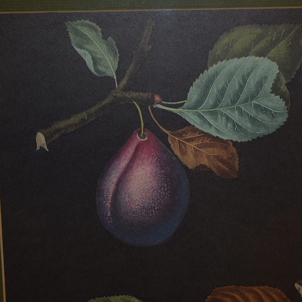 After George Brookshaw Offset Lithograph Botanical Prints