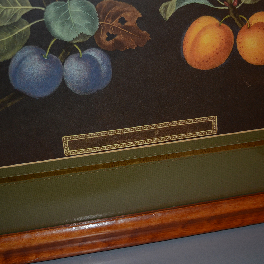 After George Brookshaw Offset Lithograph Botanical Prints